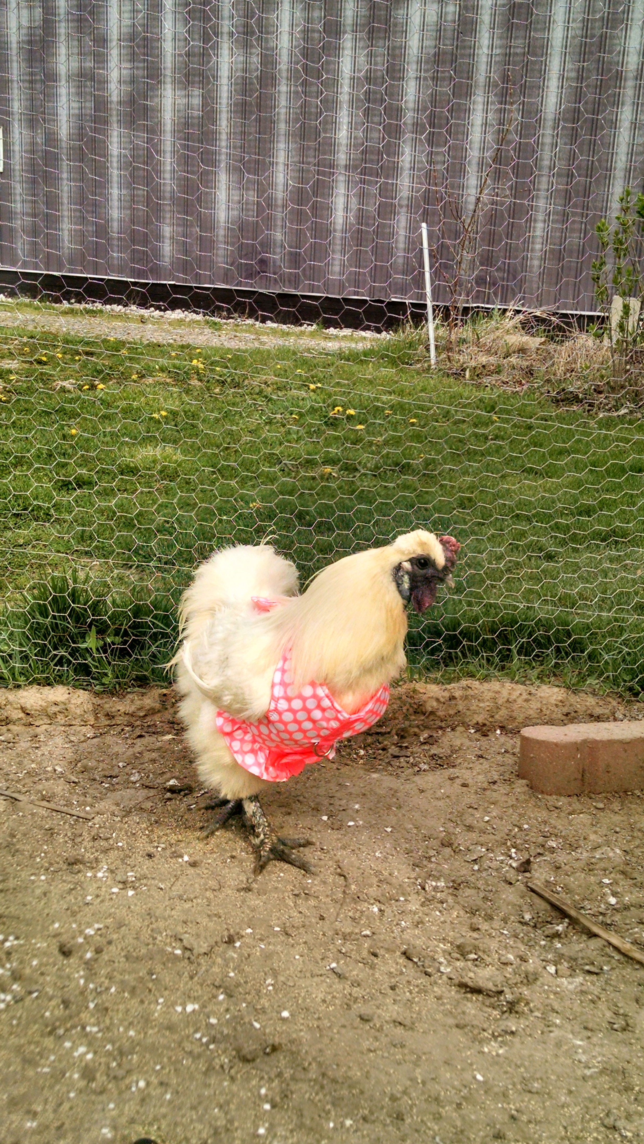 I put Moe in the dress of shame after he attacked me.  He then hid behind the girls for 3 weeks