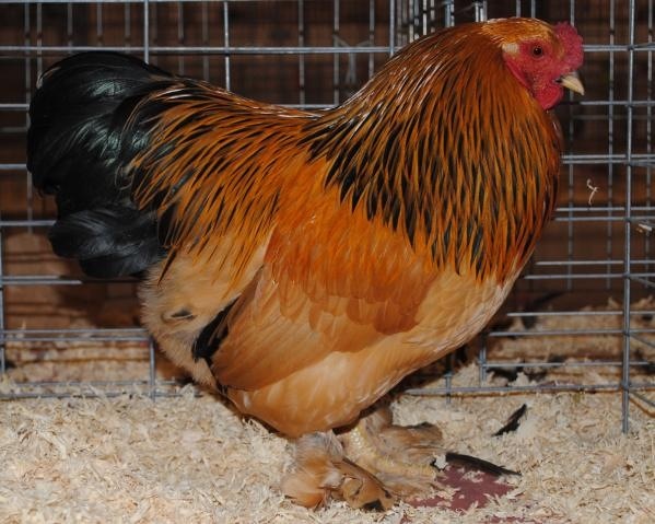 I raise buff brahma bantams all from the Wolfe bloodlines. Very nice looking birds