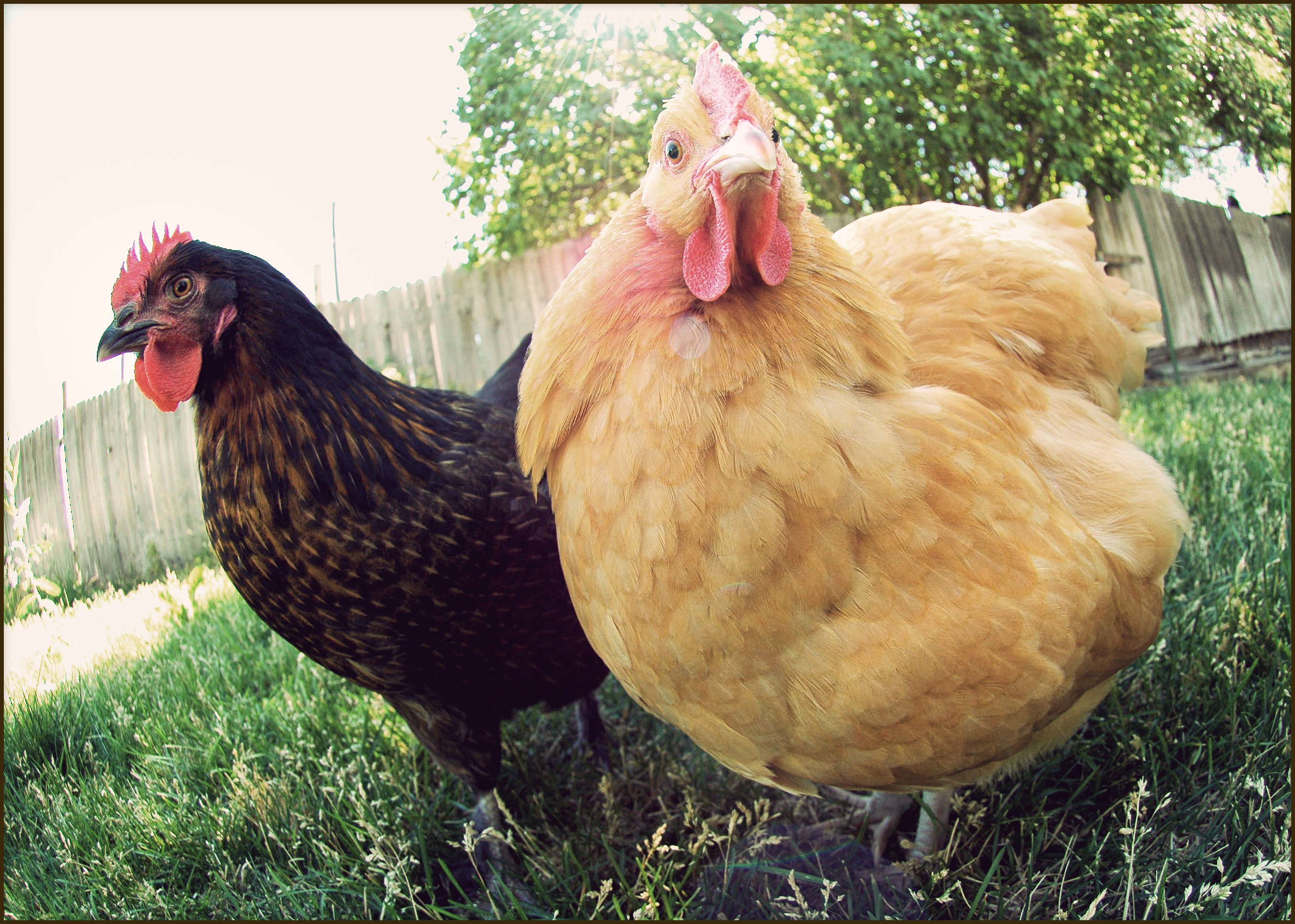 I really enjoy my birds. They're so much fun! They get a lot of love from me. :)
