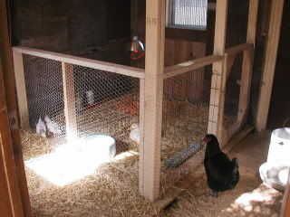 I really like this brooder/nursery/grow out pen inside the coop.  I will be doing this!