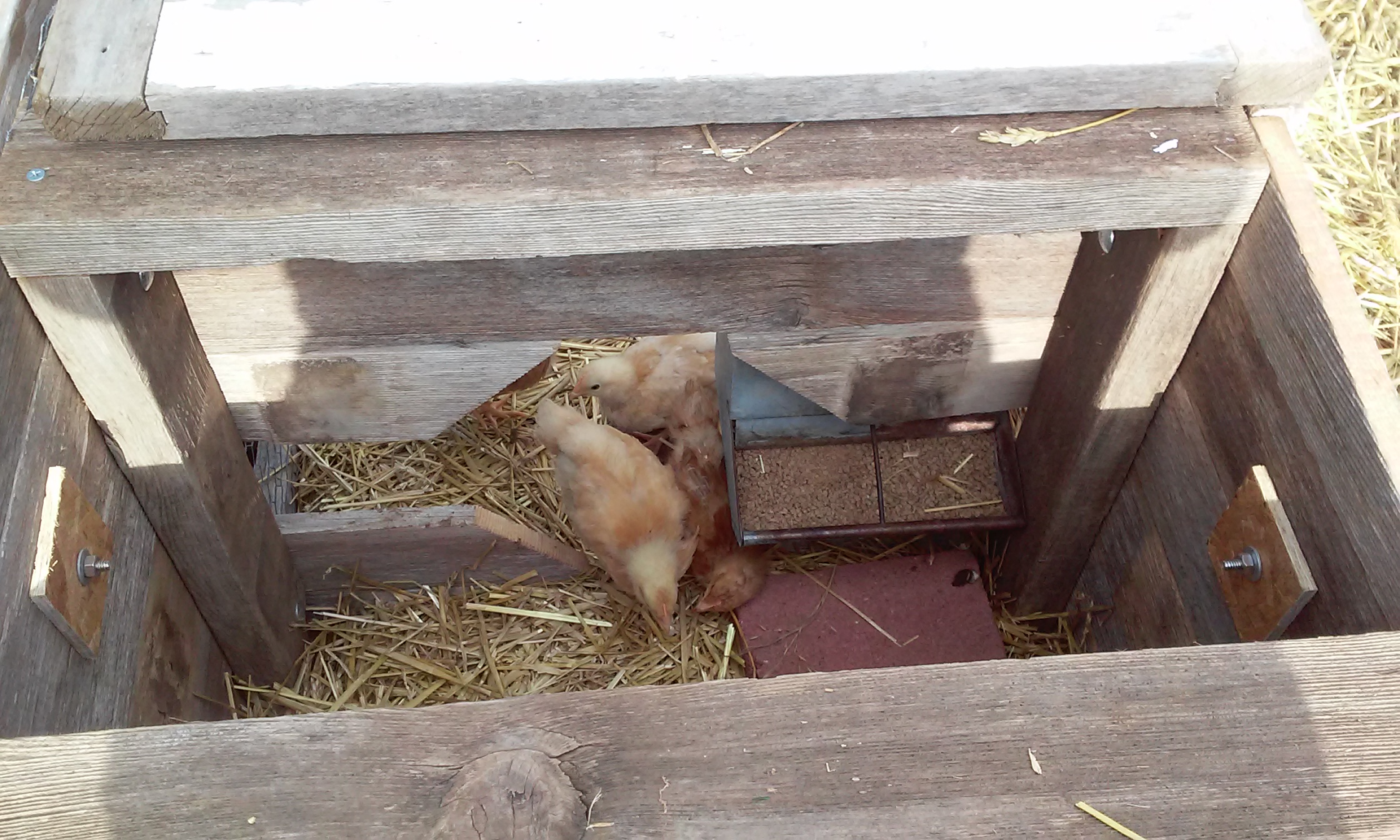 I rigged a small pig feeder to the outside of the brooder box with the business end inside so the feed stays dry.