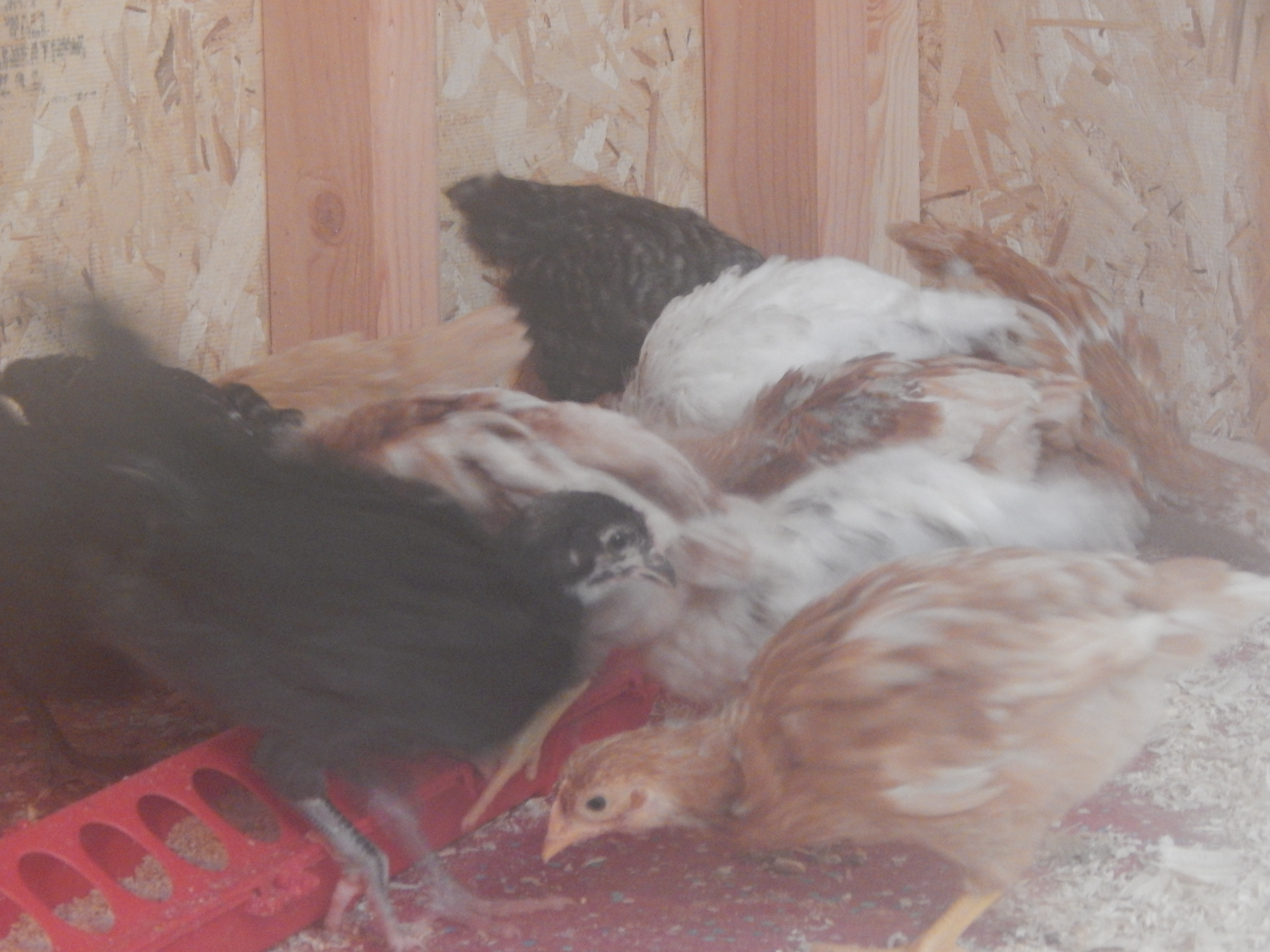 I sat with them for awhile and they started moving around, I hope they do ok, I put their light in there just for today, Rainy here today and it keeps getting dark back there I don't want them to think it is bed time! First thing tomorrow is more light for in there! Even if it is temporary. Now off to clean up the brooder! Check back soon for more updates!