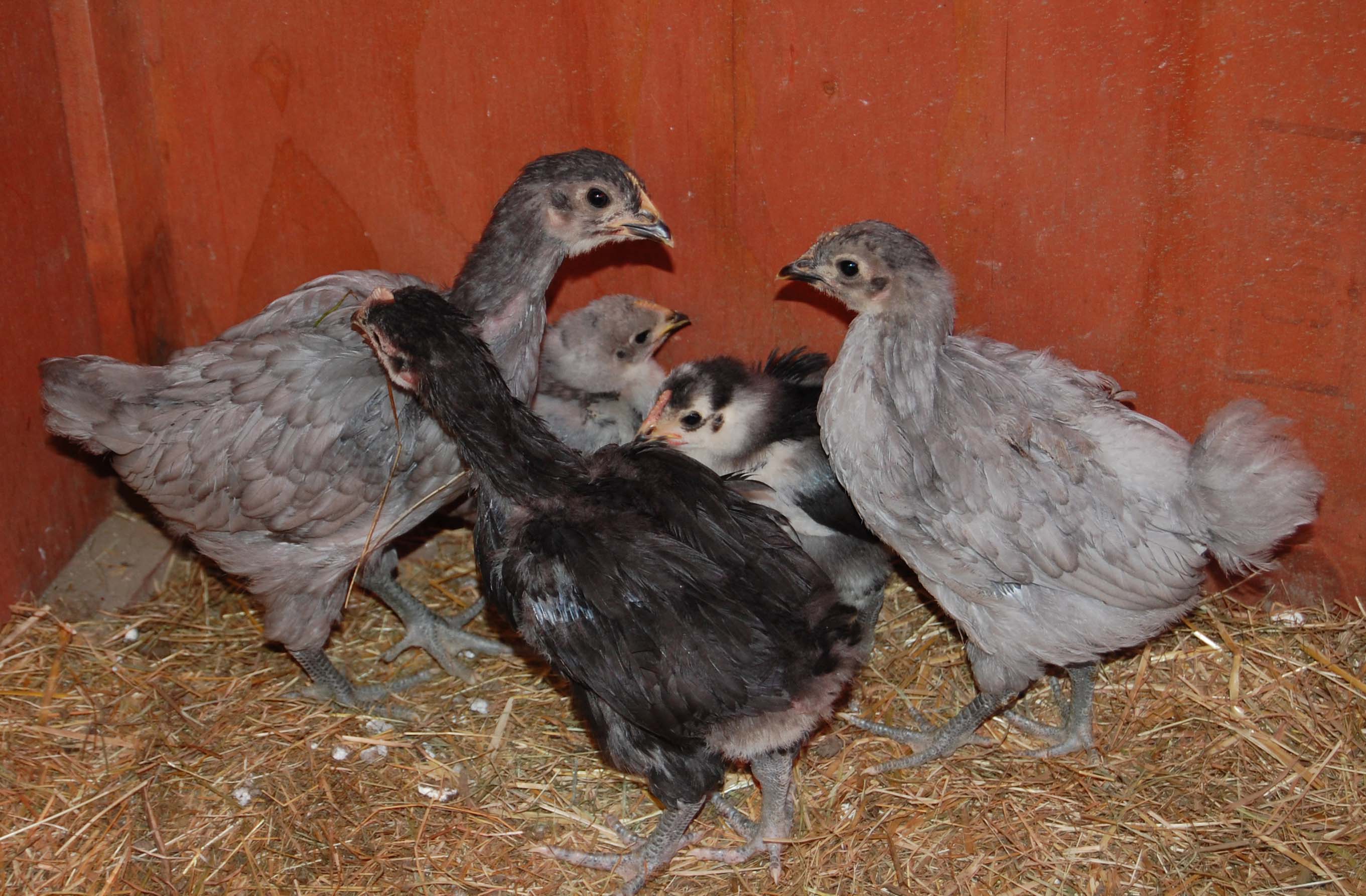 I seem to always have chicks around.