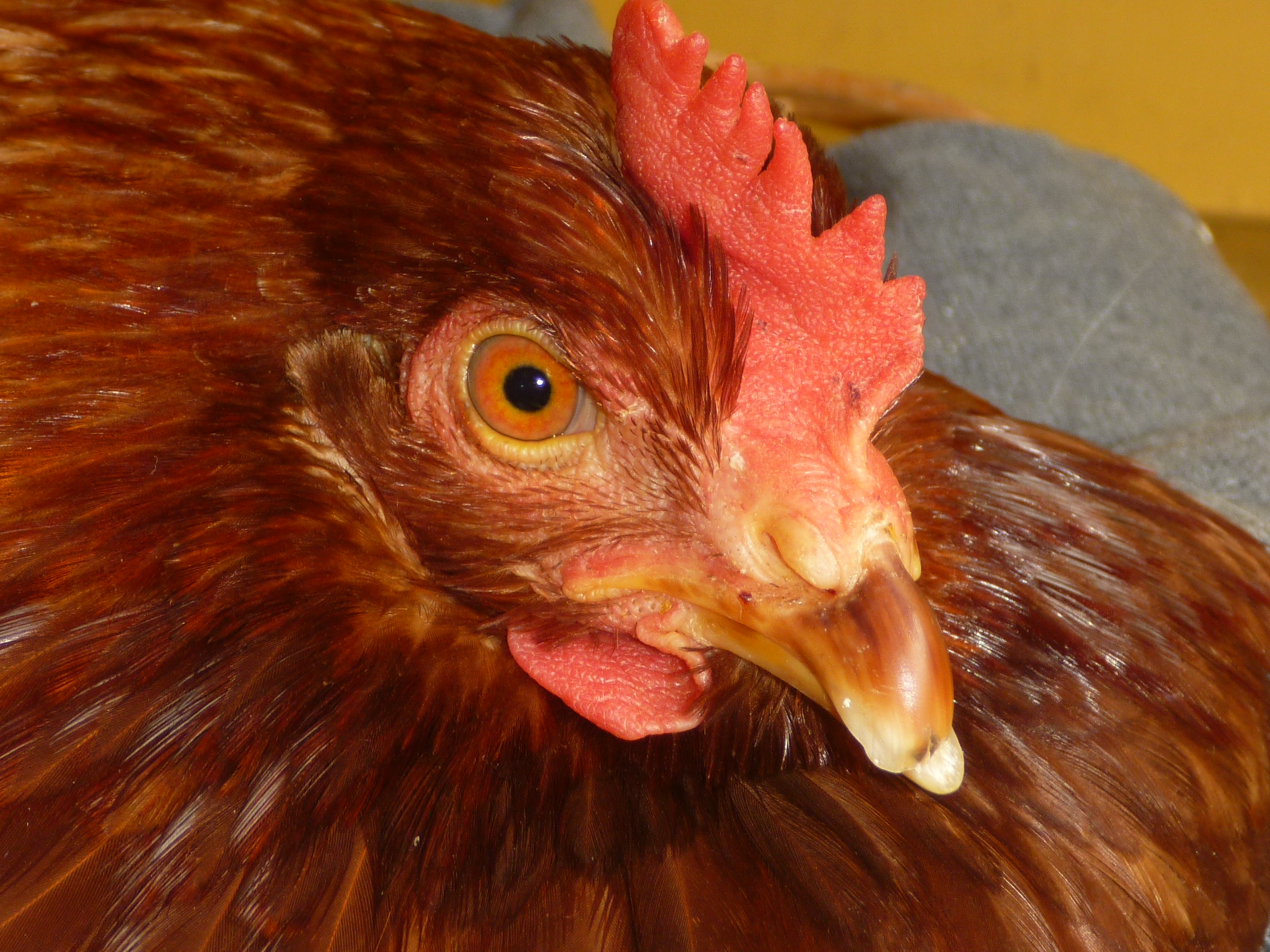 I seriously hate what they did to her beak! At lest the battery house hens we got had theirs cut evenly so it didn't curve over like that!
