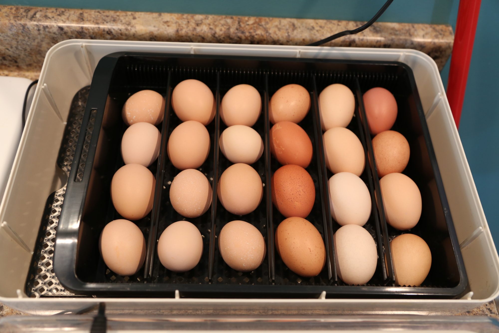 I set these eggs in the incubator on the 21st of May, the dozen mid size eggs on the left are Large Fowl White Cornish eggs. the remaining dozen is a mix of Rhode island Red / Australop / Orprington / Ameraucana