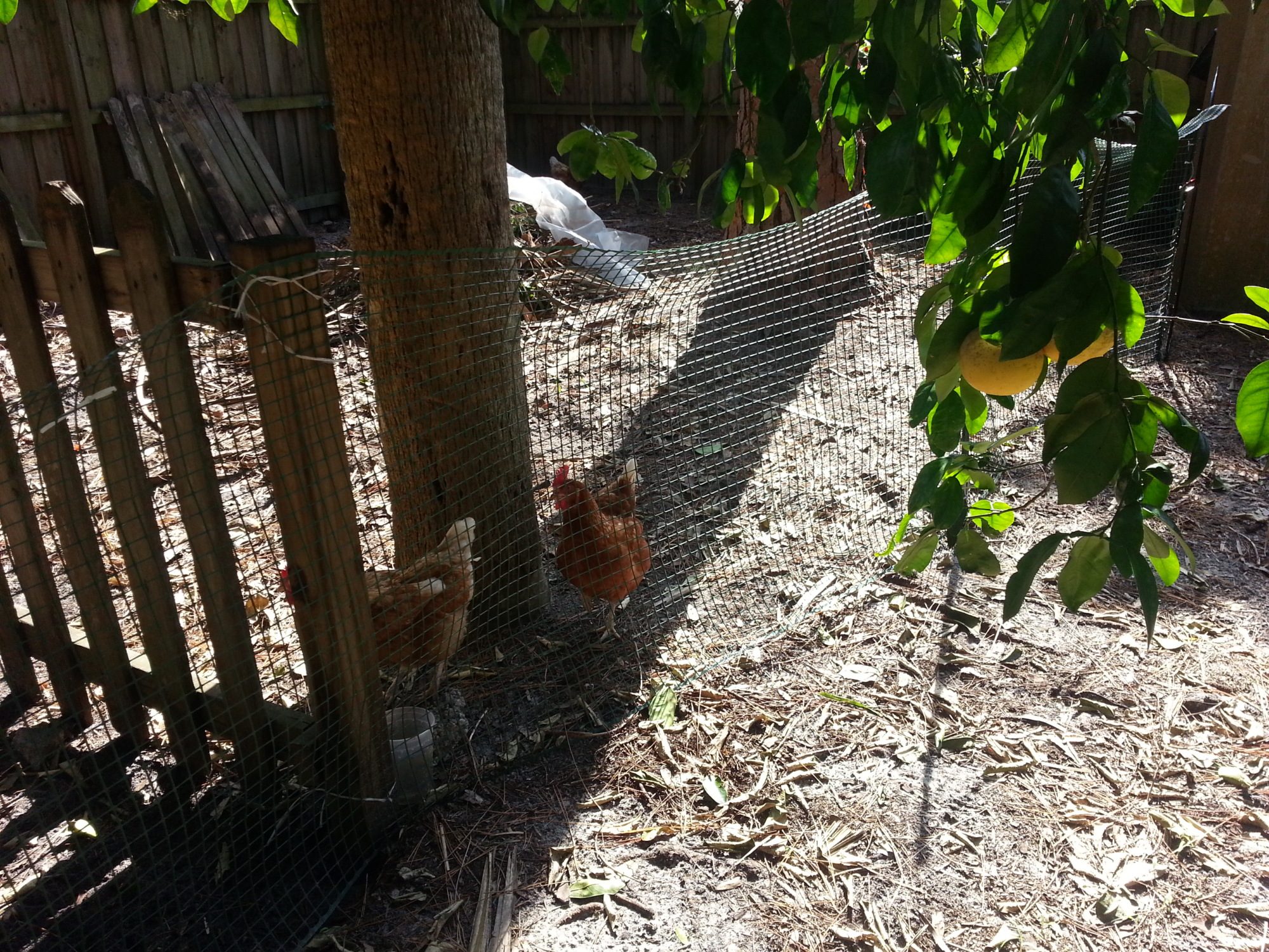 I set up a second enclosed area for the chickens with portable fence. They were doing so much damage around the yard they have to be contained.