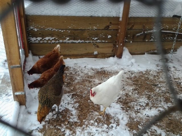 I shoveled out the coop....and the ladies are happy!