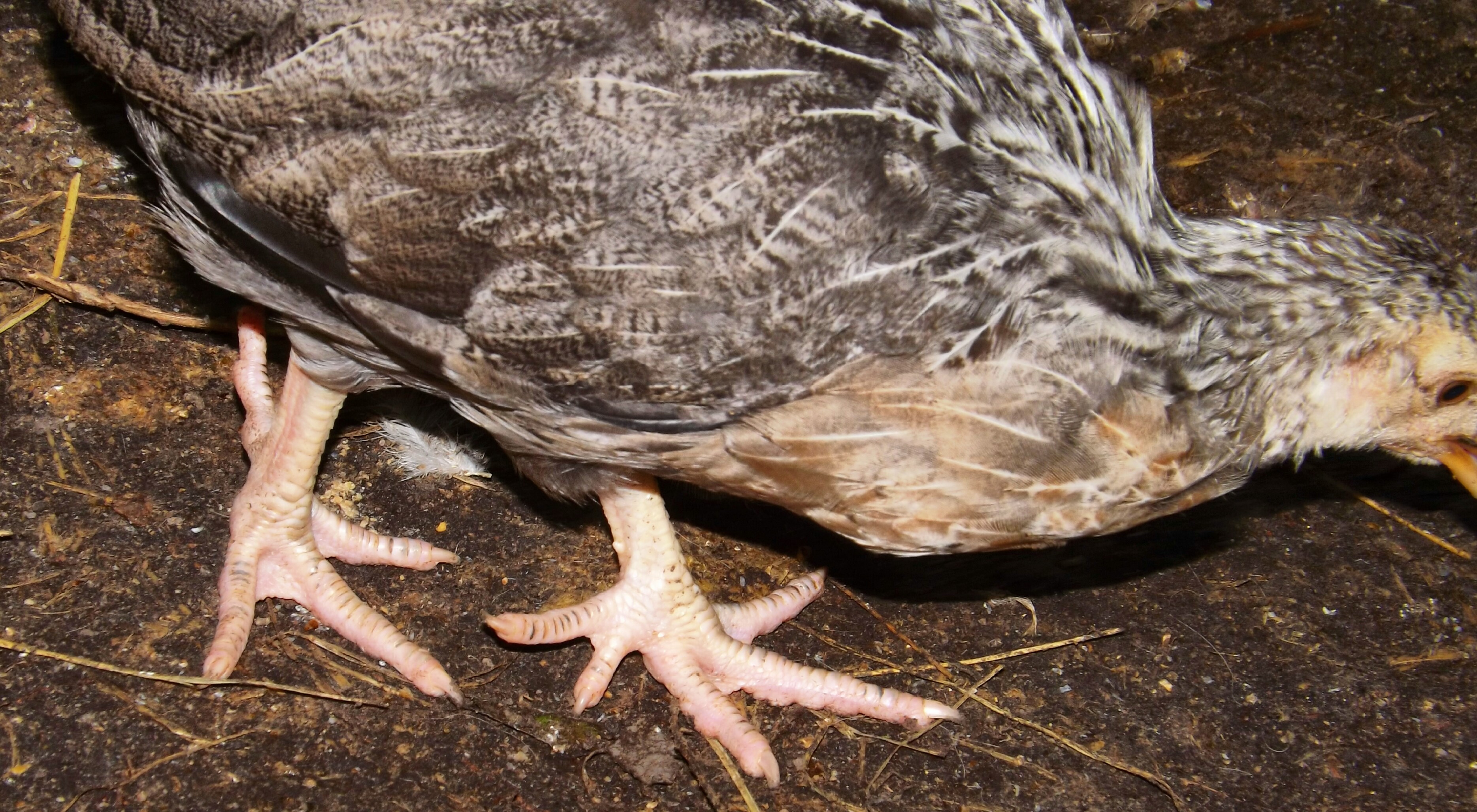 I still have to do doudble takes with my five-toed babies....