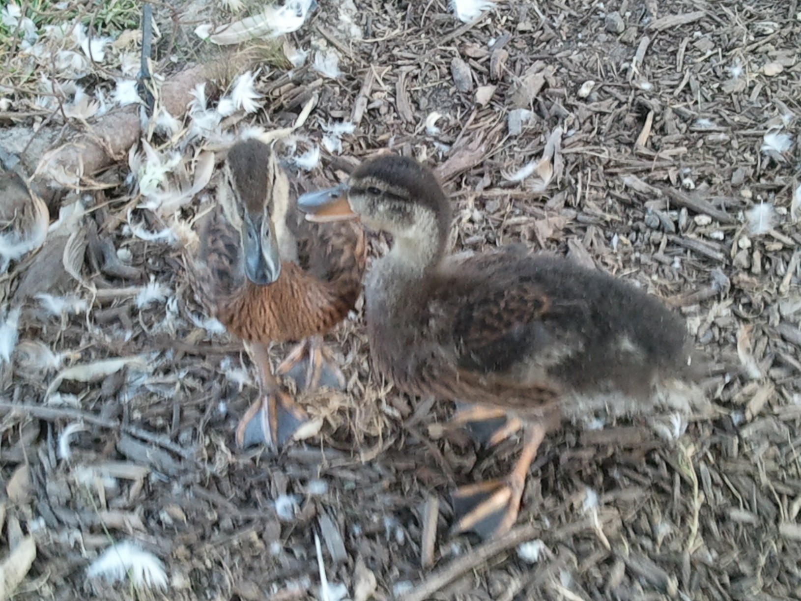 I sure am growing, starting to get feathers and color now .