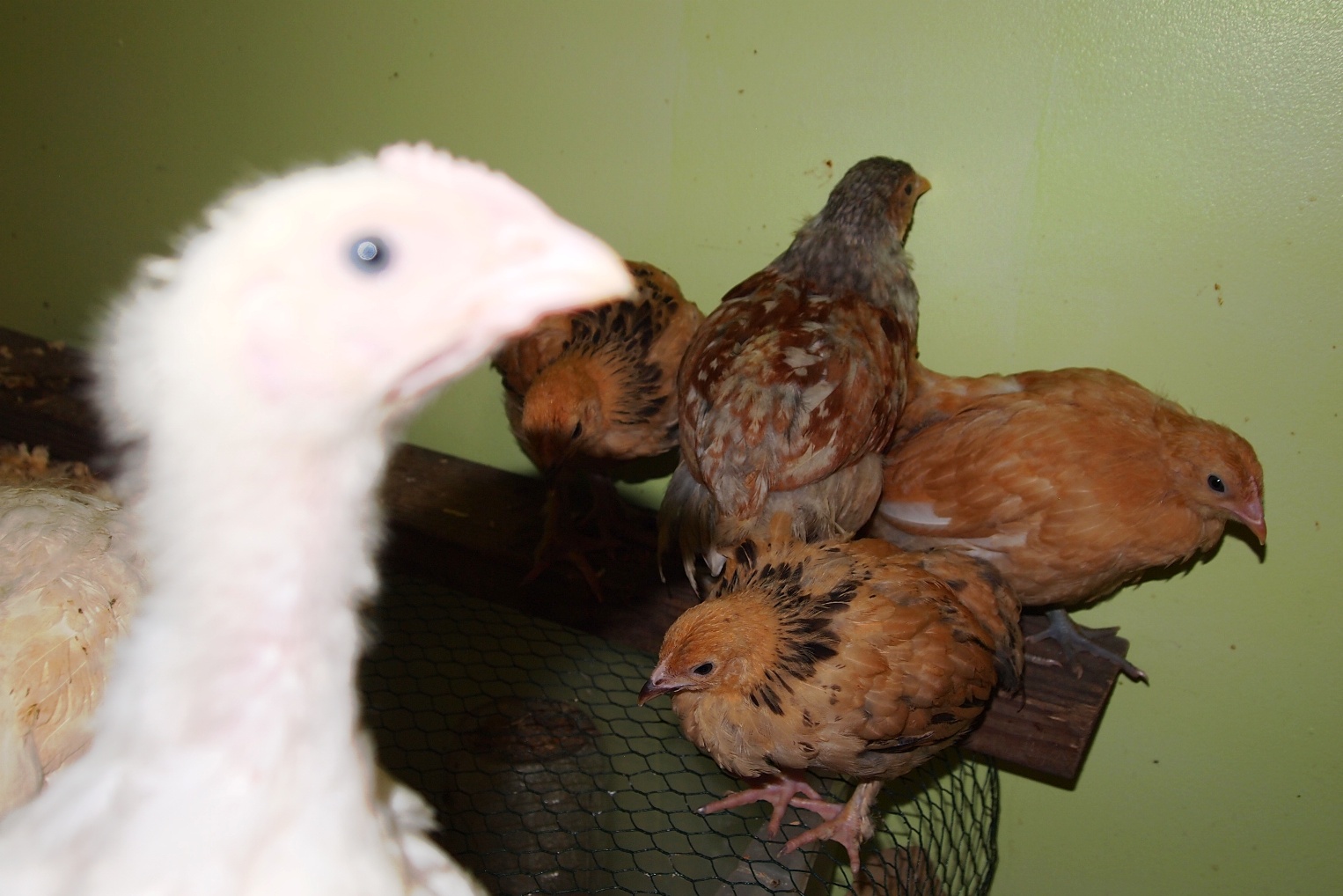 I swear he runs to the camera.