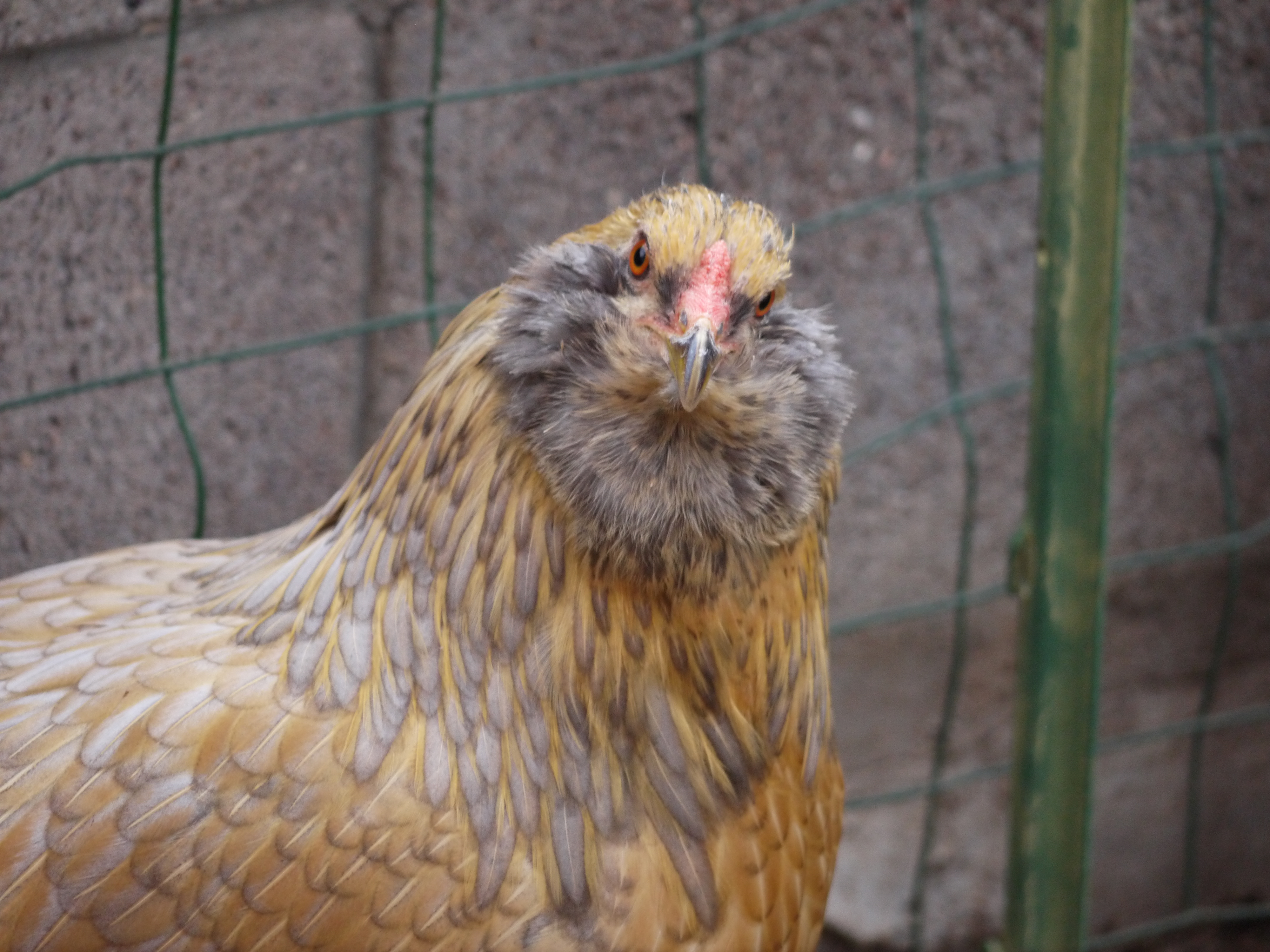 I think Bea is tired of being photographed!