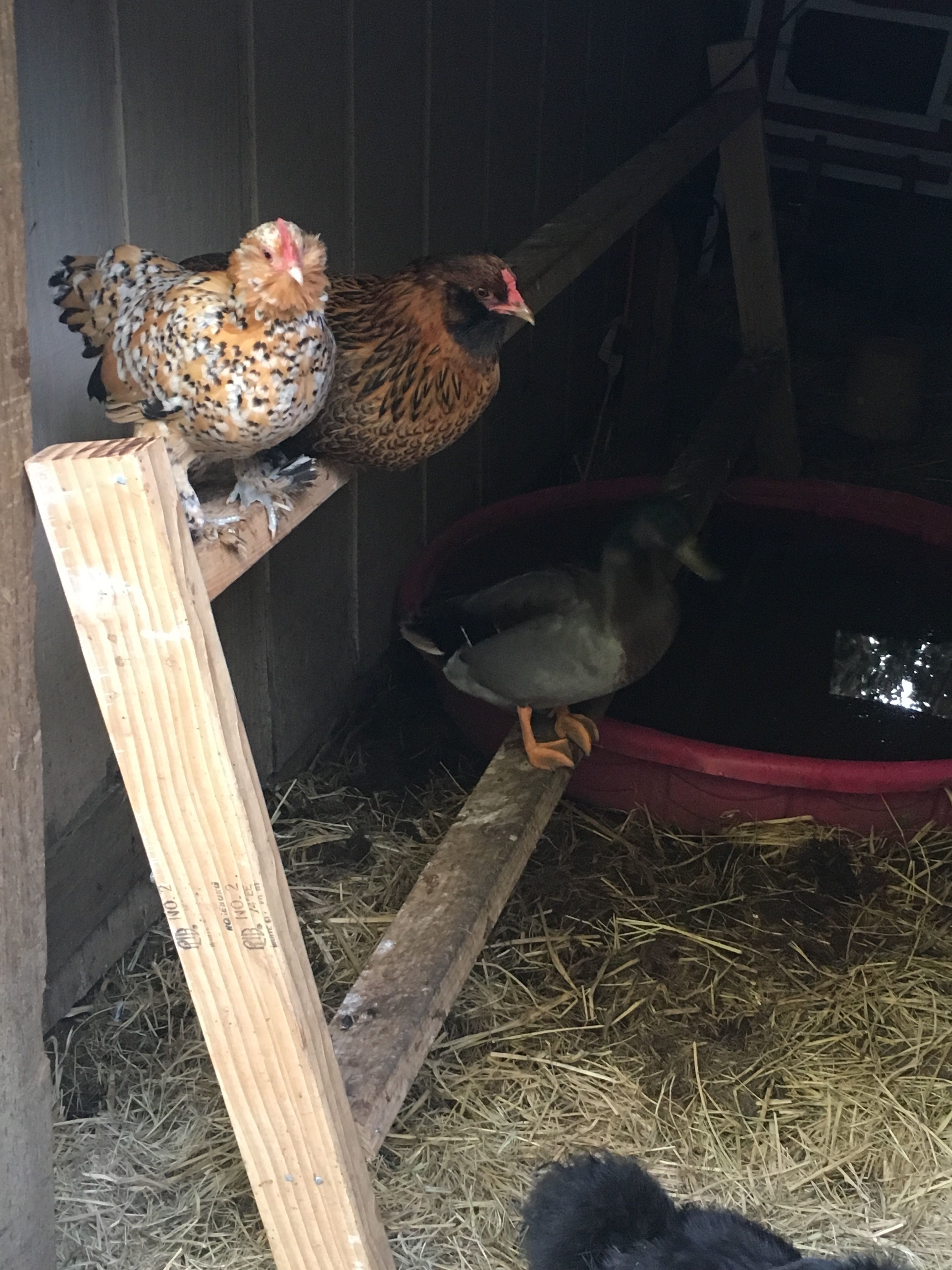 i think he's a little confused on if he's a duck or chicken,, LOL