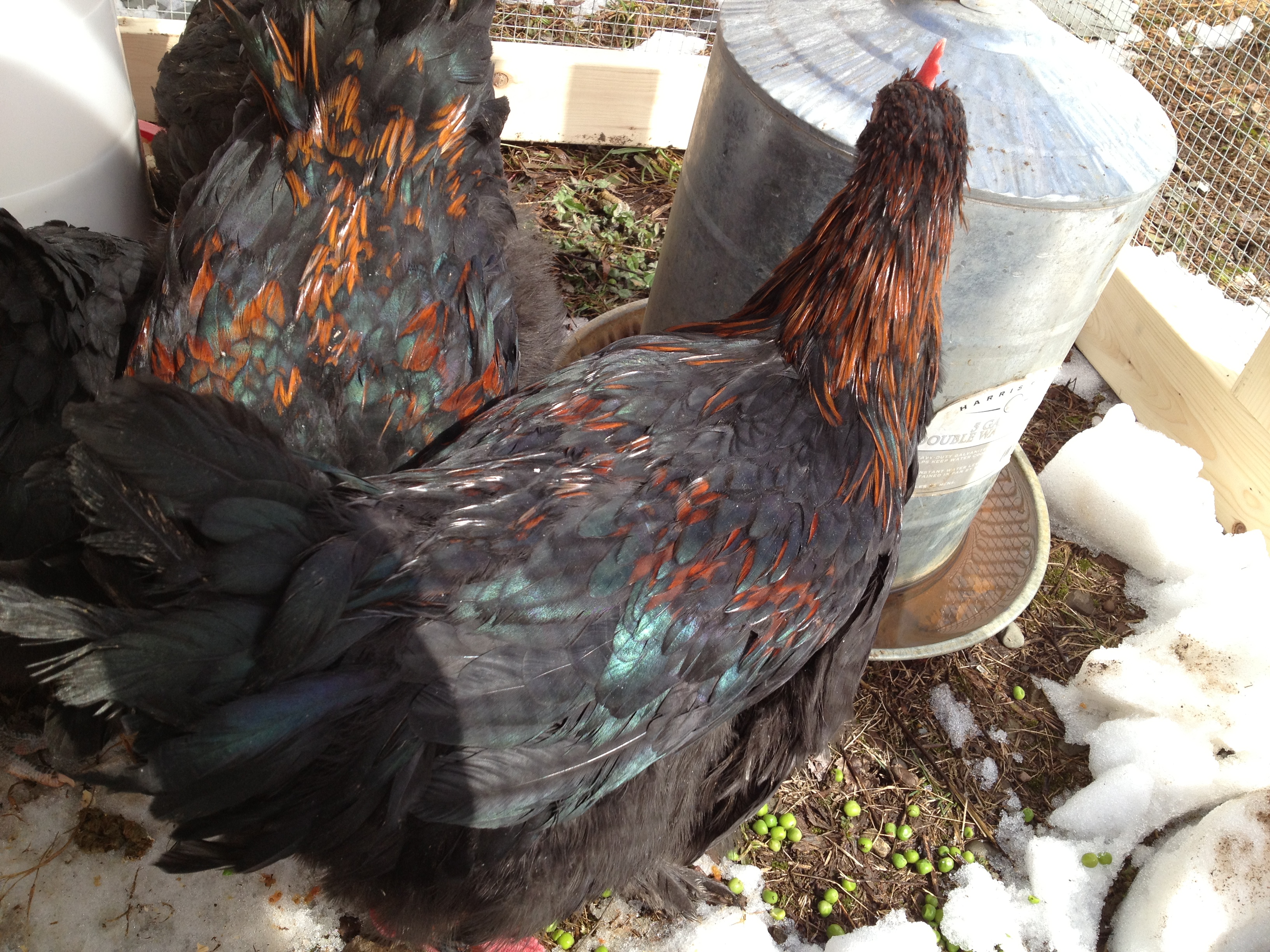 I think Lefty is the one in the back with his head down, and the front cockerel hasn't been named yet.