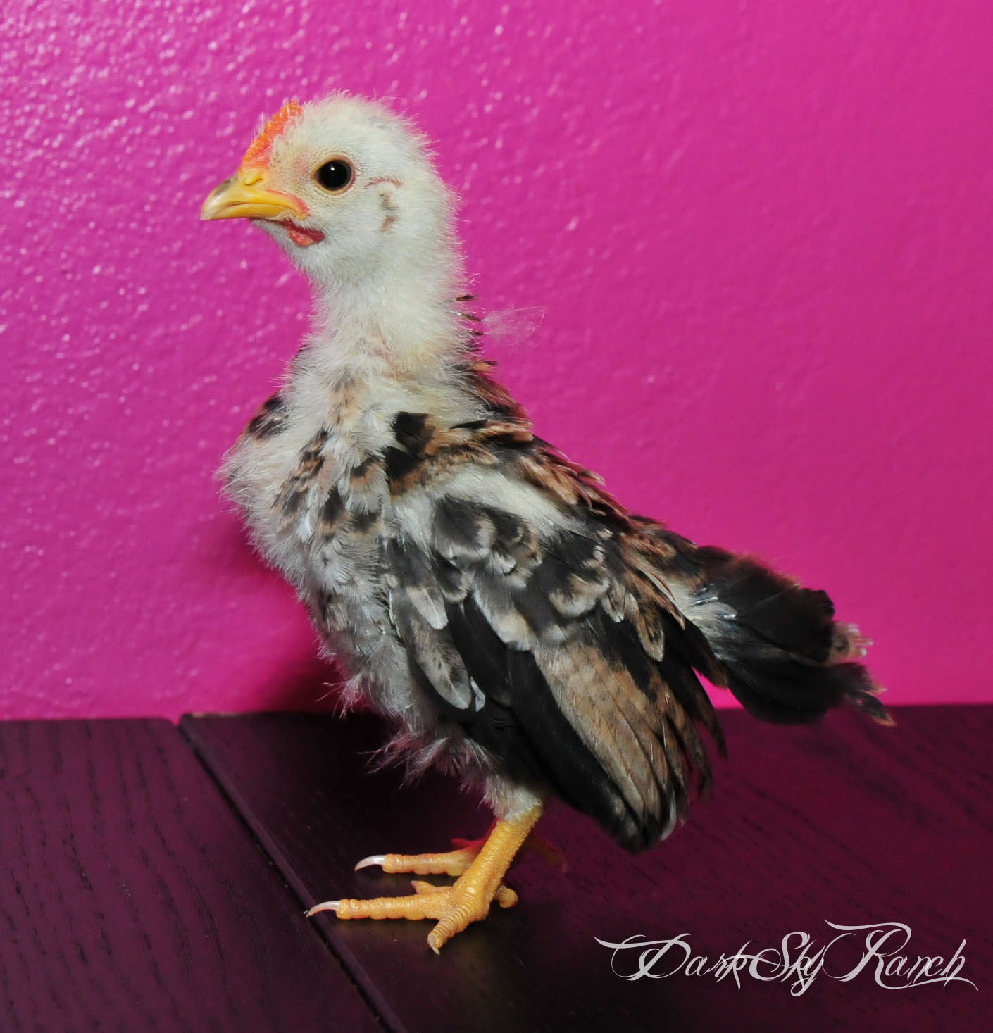 I think my lil baby Serama turned into a roo overnight? Around 8 weeks here.