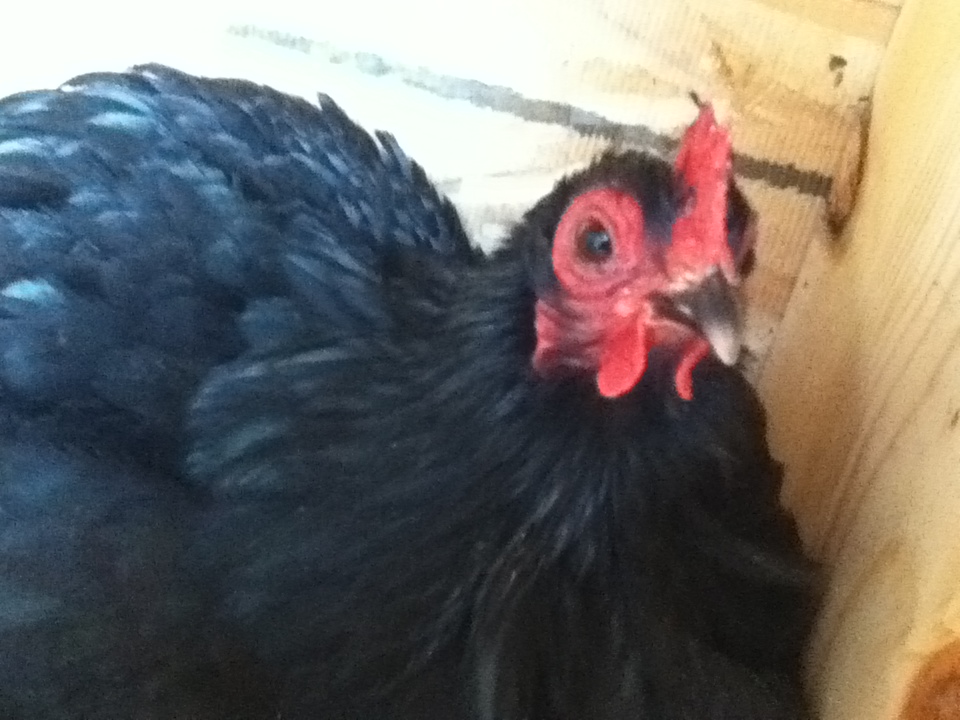 i think she looks like such a grumpy old hag! to think she is one of my tamest chickens!