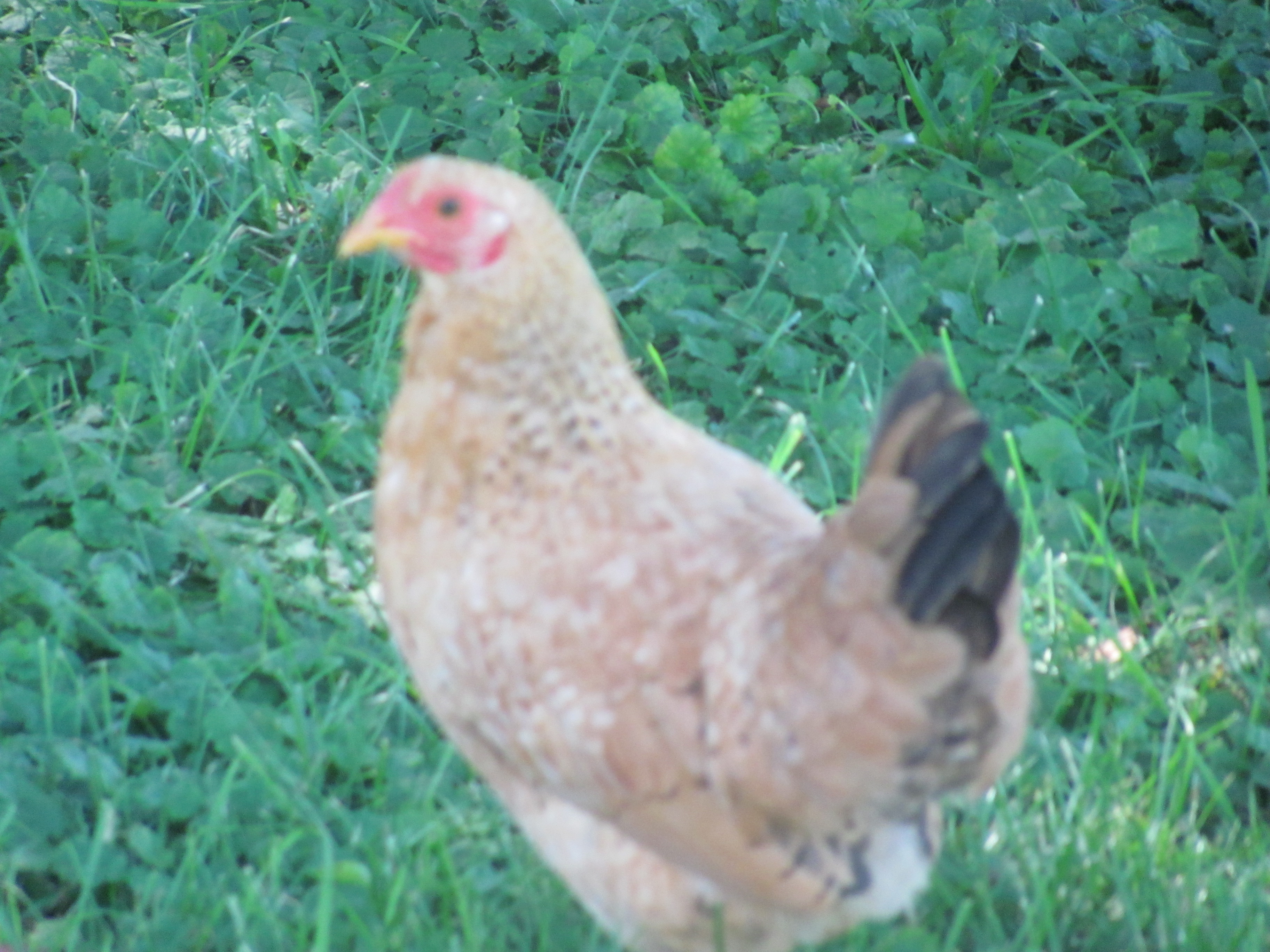I think she might be called a Bantam? She has stopped growing and shes fast. Lol we call her Road Runner.