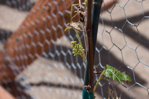 I think the Henitentiary will have grapes this year!