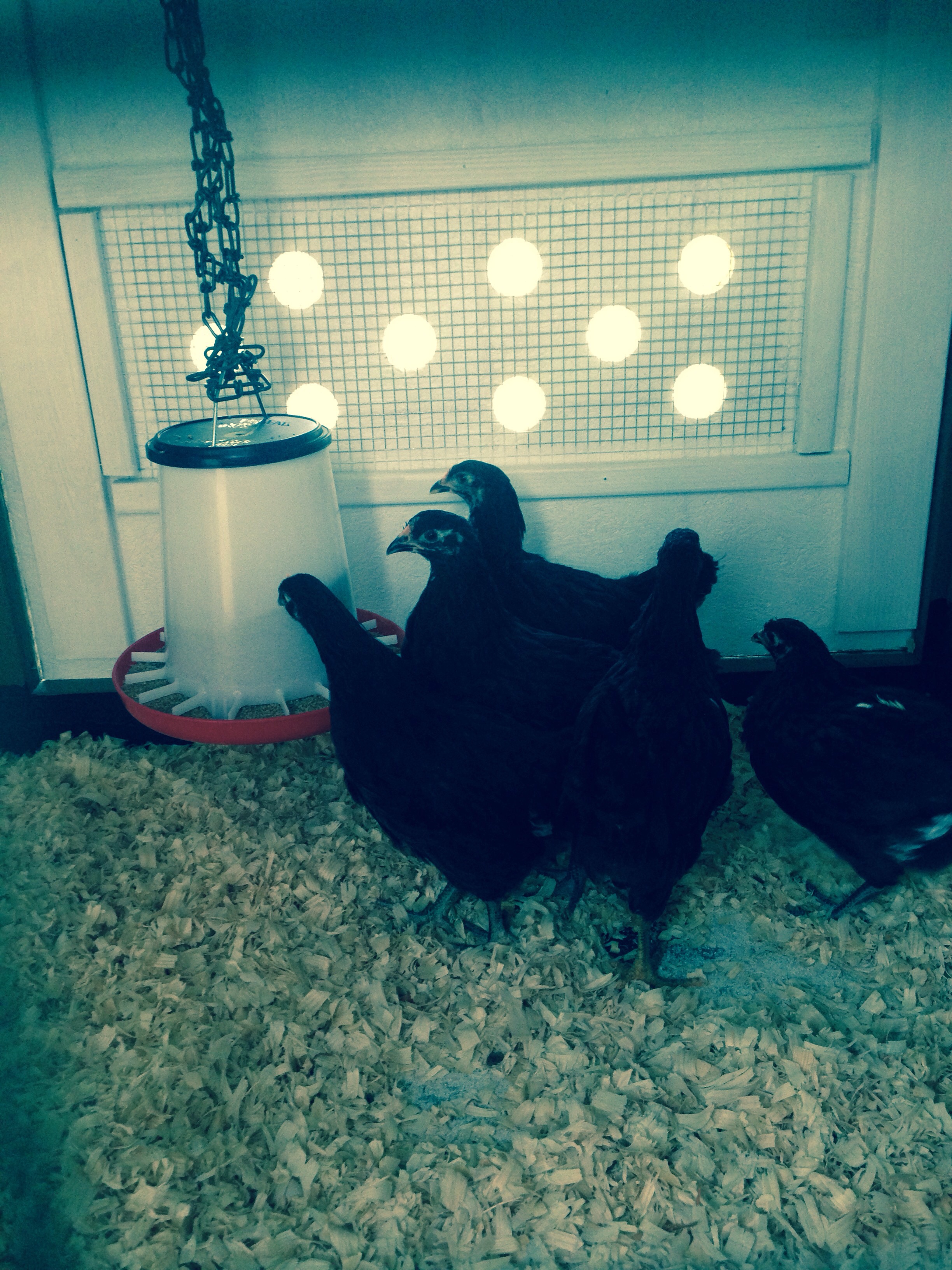 I think they like it in there lol