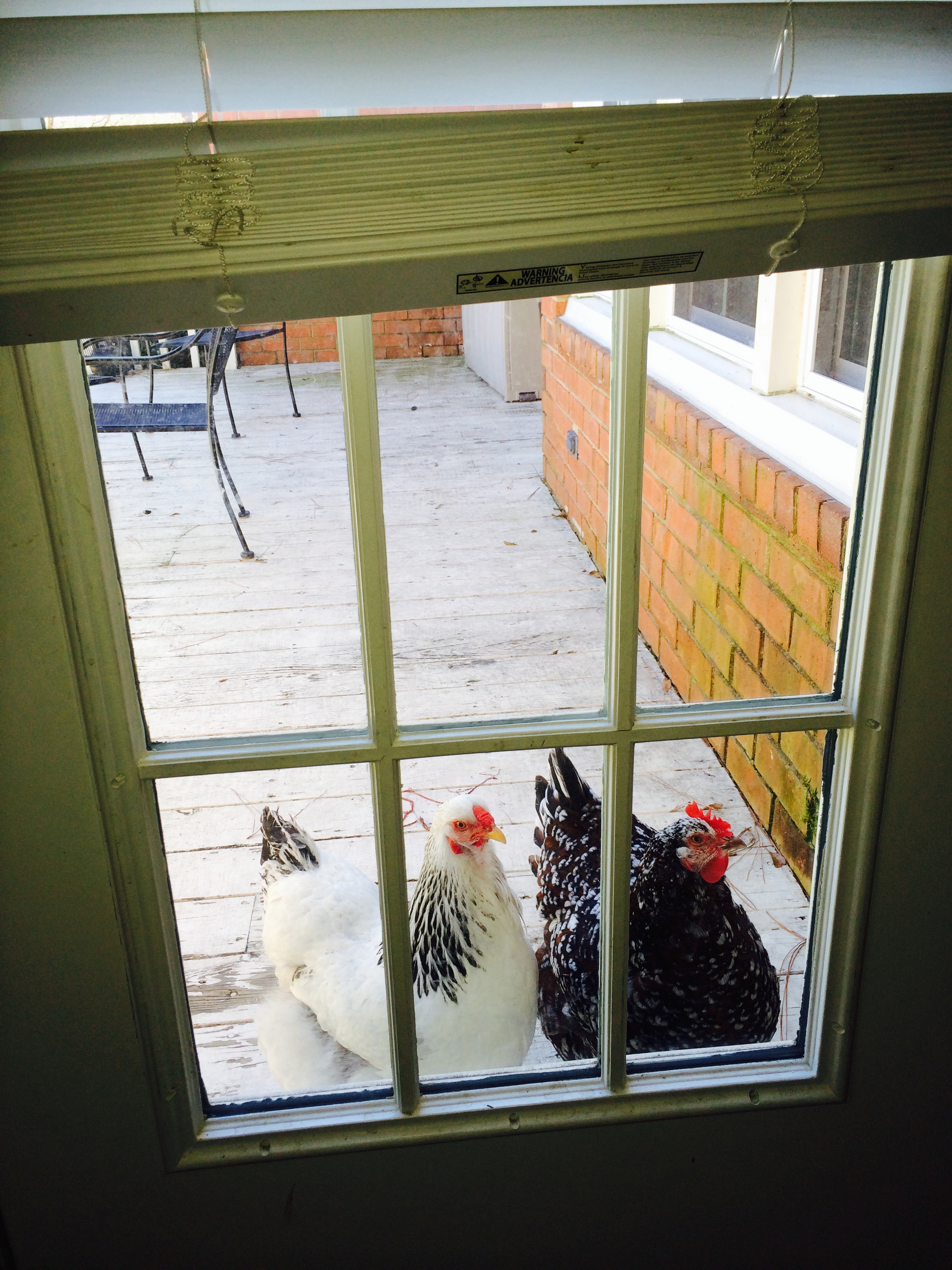 I think they think they should come in with the dog!