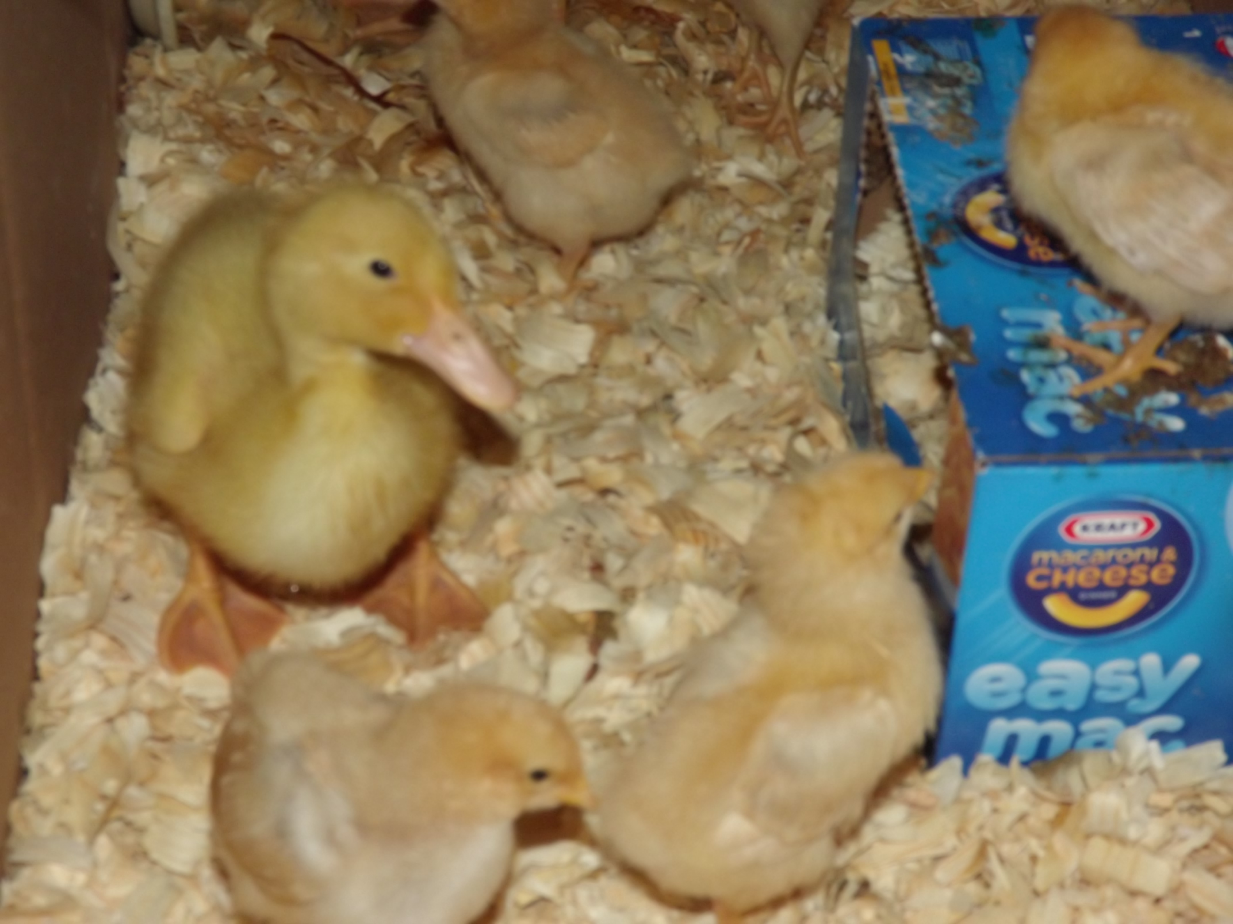 I think this is my female Buff Orpington Duck...her name is Clementine.