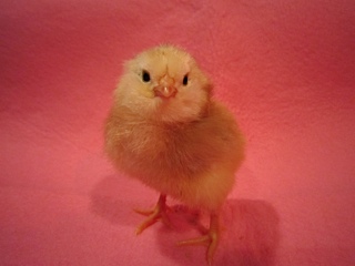 I think this is the other green egger