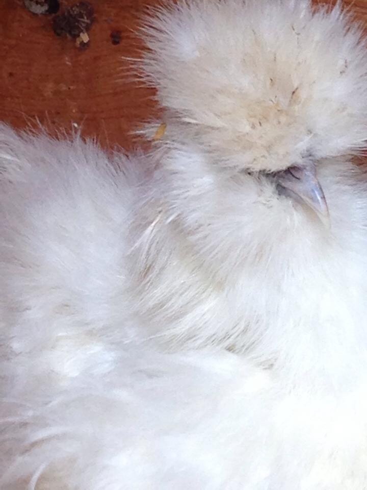 I think this one is a pullet.