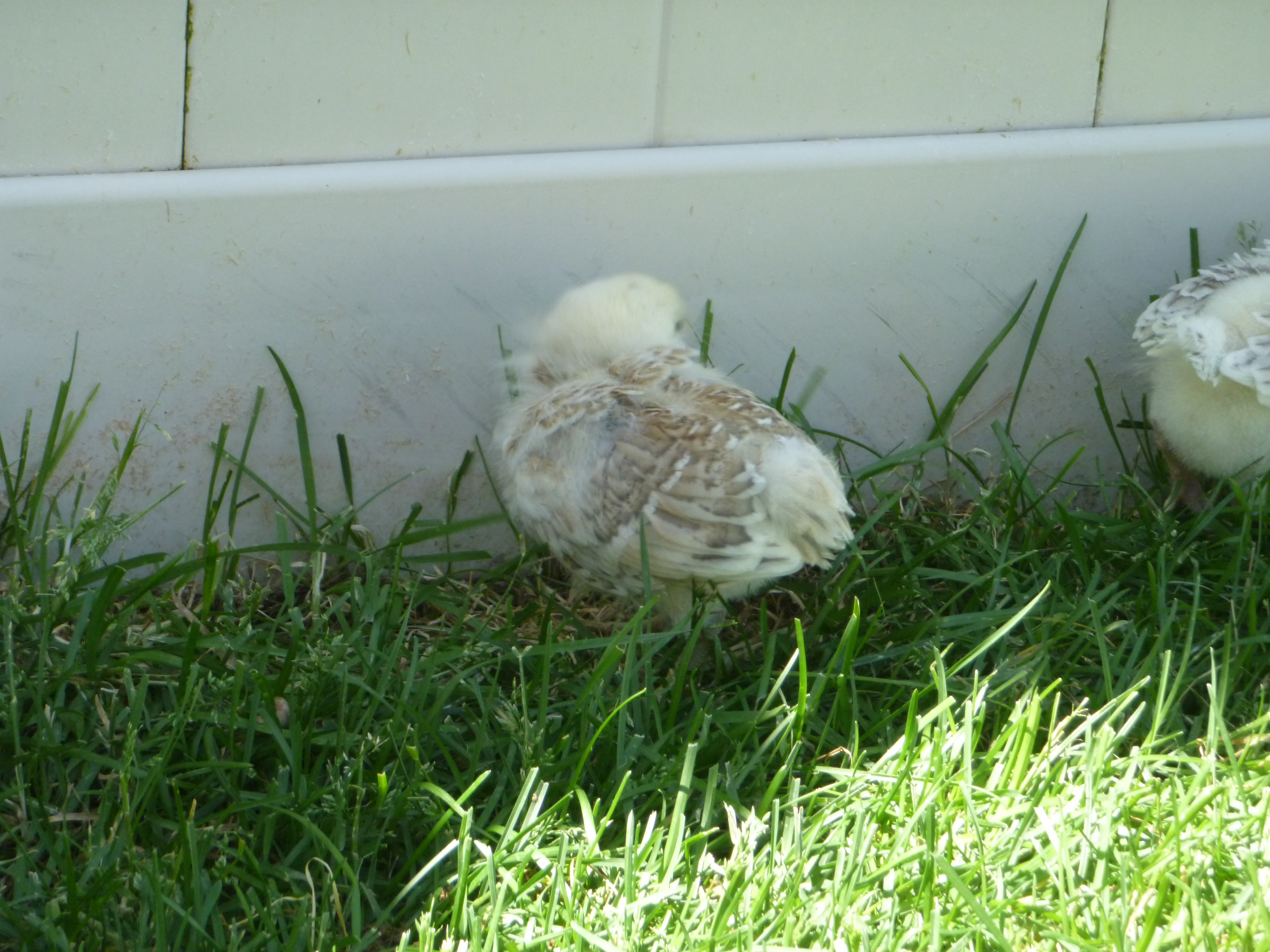 I think this one is the Blue Wheaten, feathers are just a little lighter..