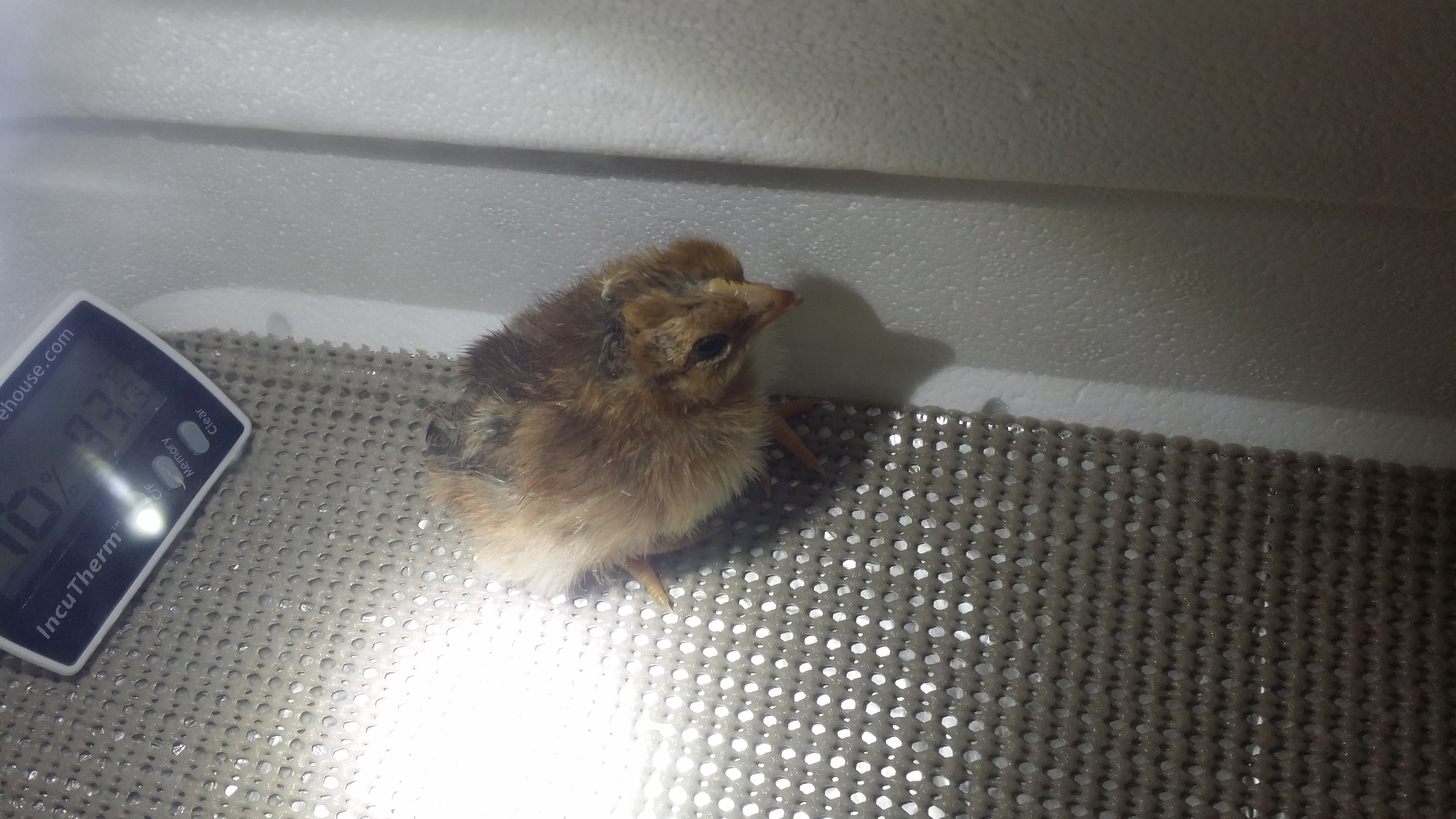 I think this welsummer chick is a male.