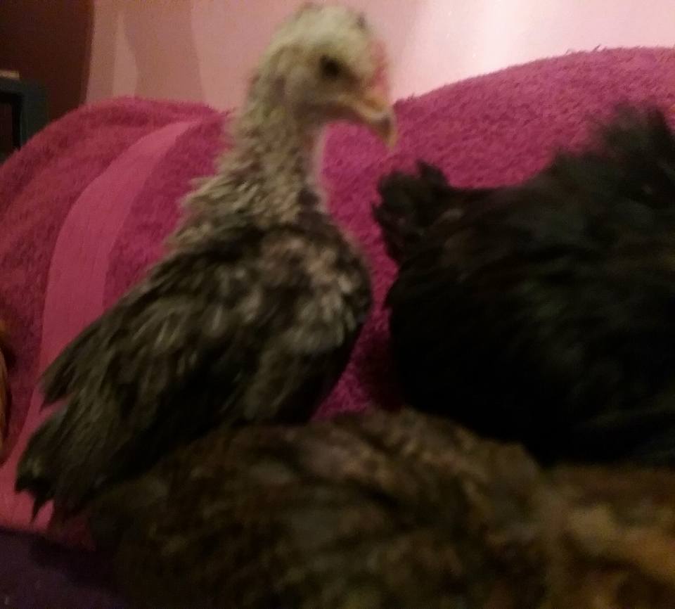 I think we got a Bald Eagle in the flock lol  3 weeks old