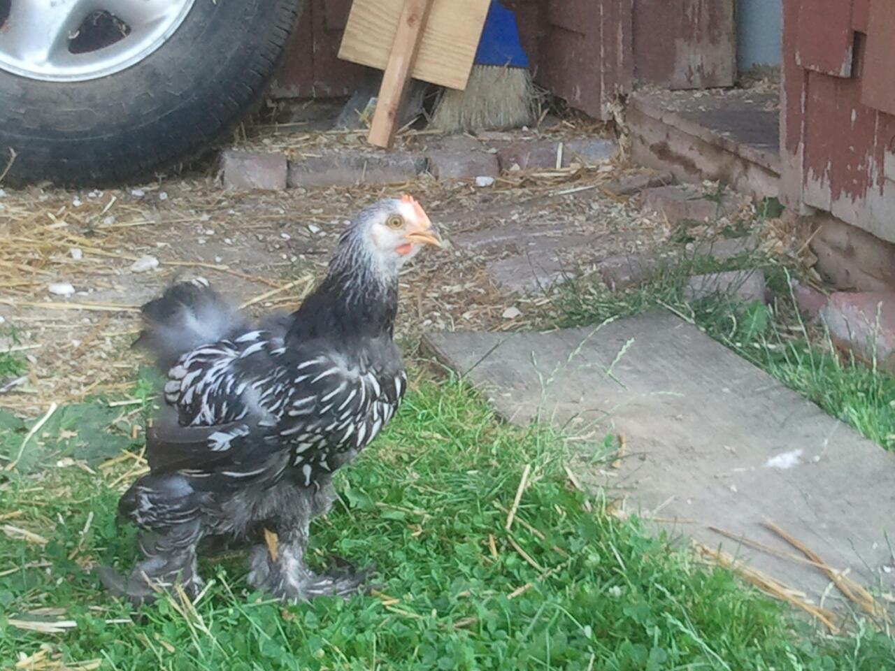 I think we have a cochin rooster ???