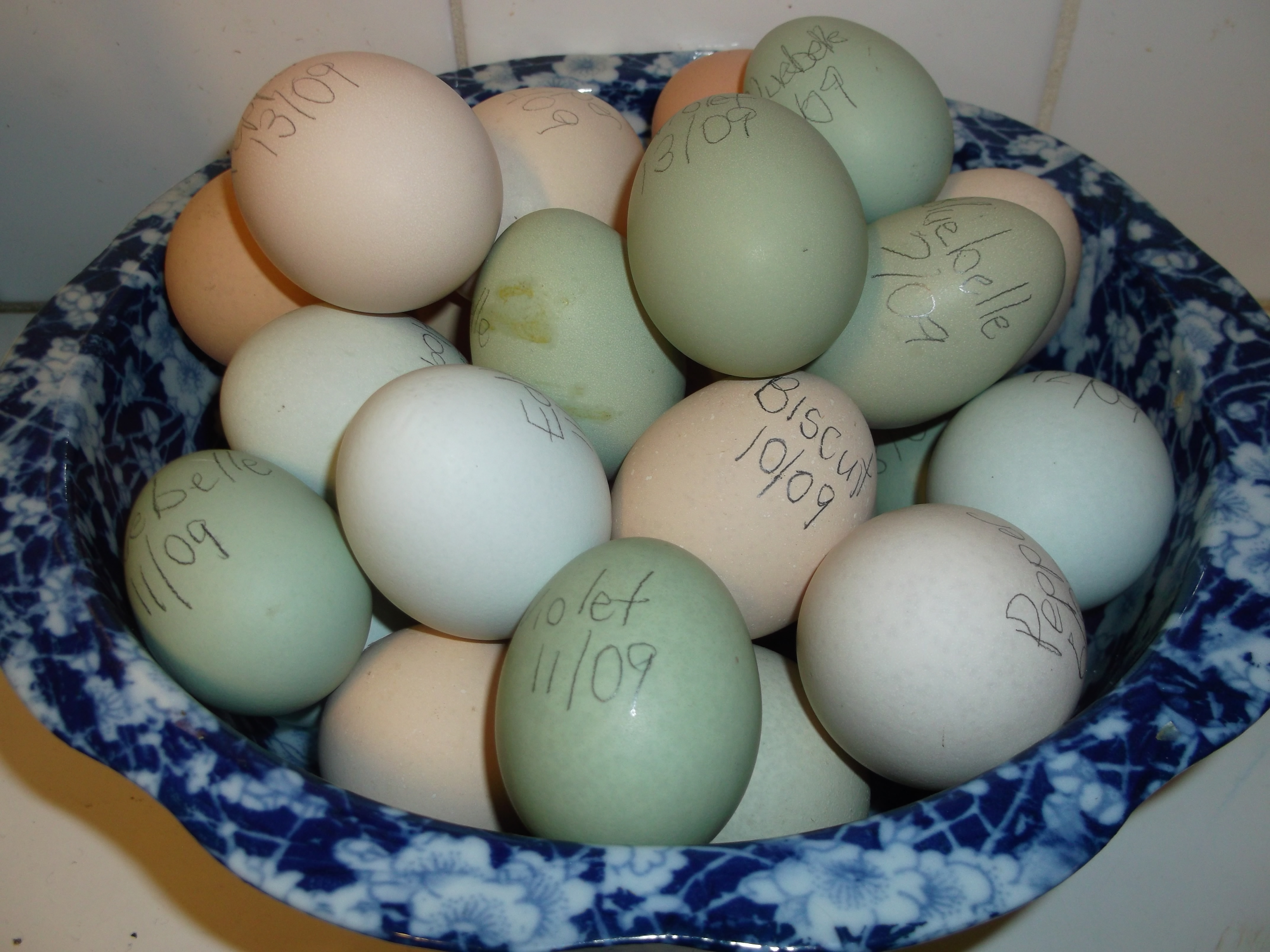 I think we need to eat more eggs.