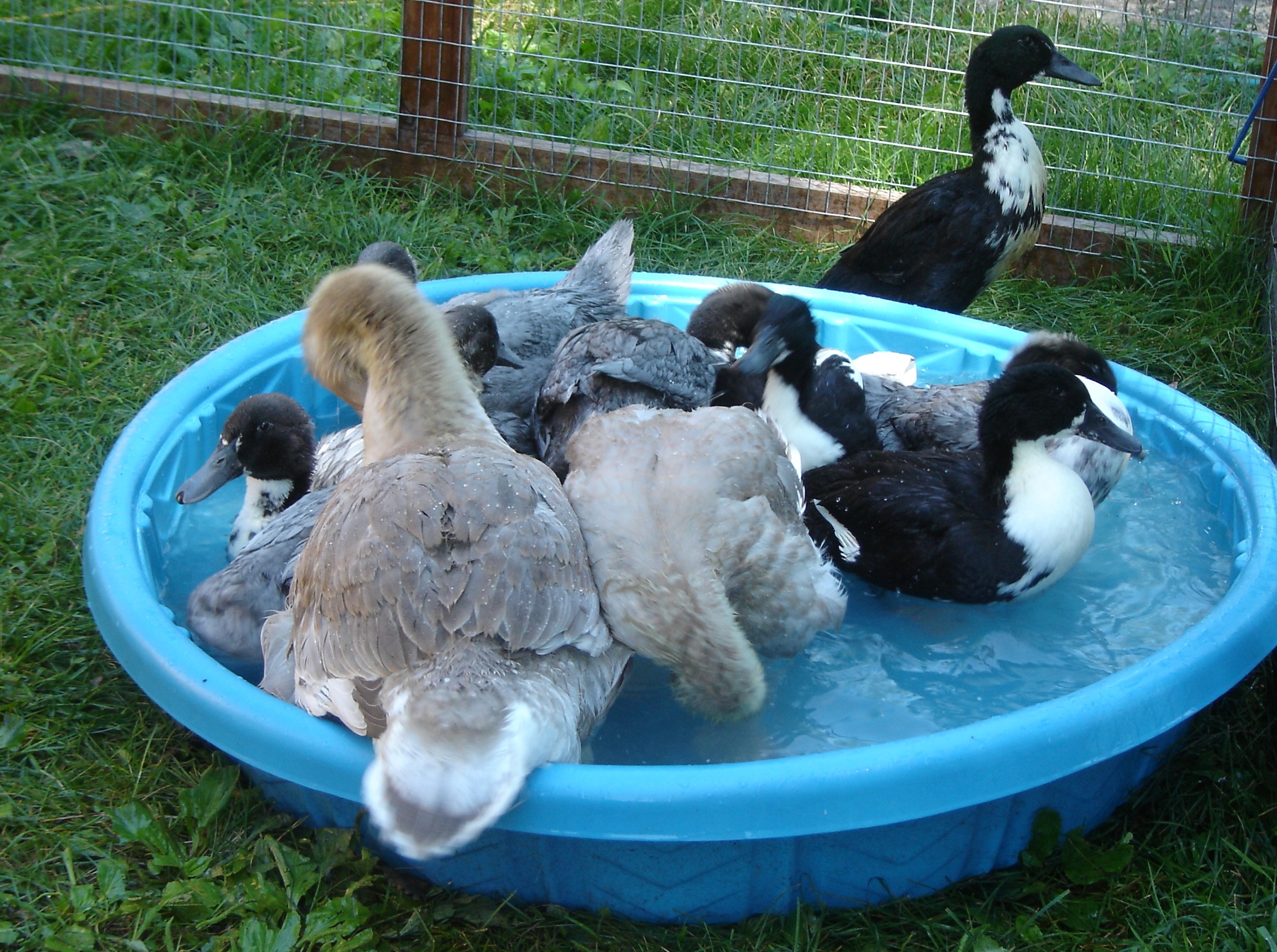I think we're going to need a bigger pool!