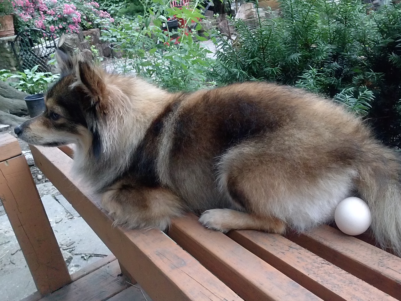 I think Wilee just laid an egg!