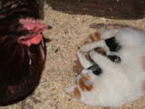 I thinkLeroy was slightly suprised when he went to bed and found Carrie had given birth to her kittens in his coop..........