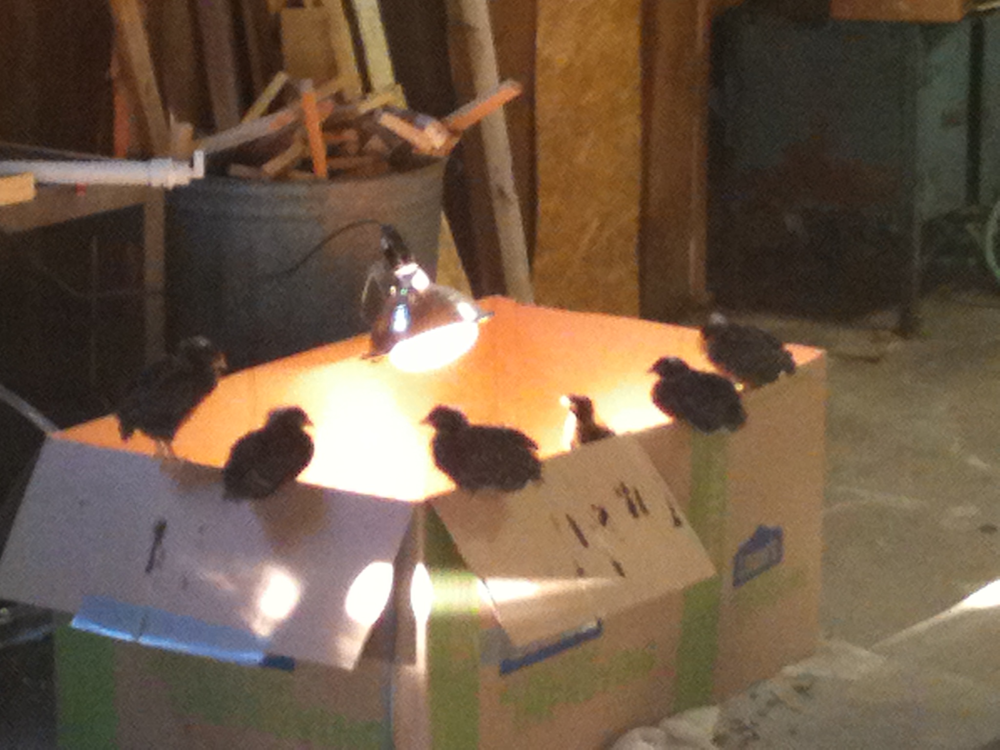 I thought I had ordered hens!