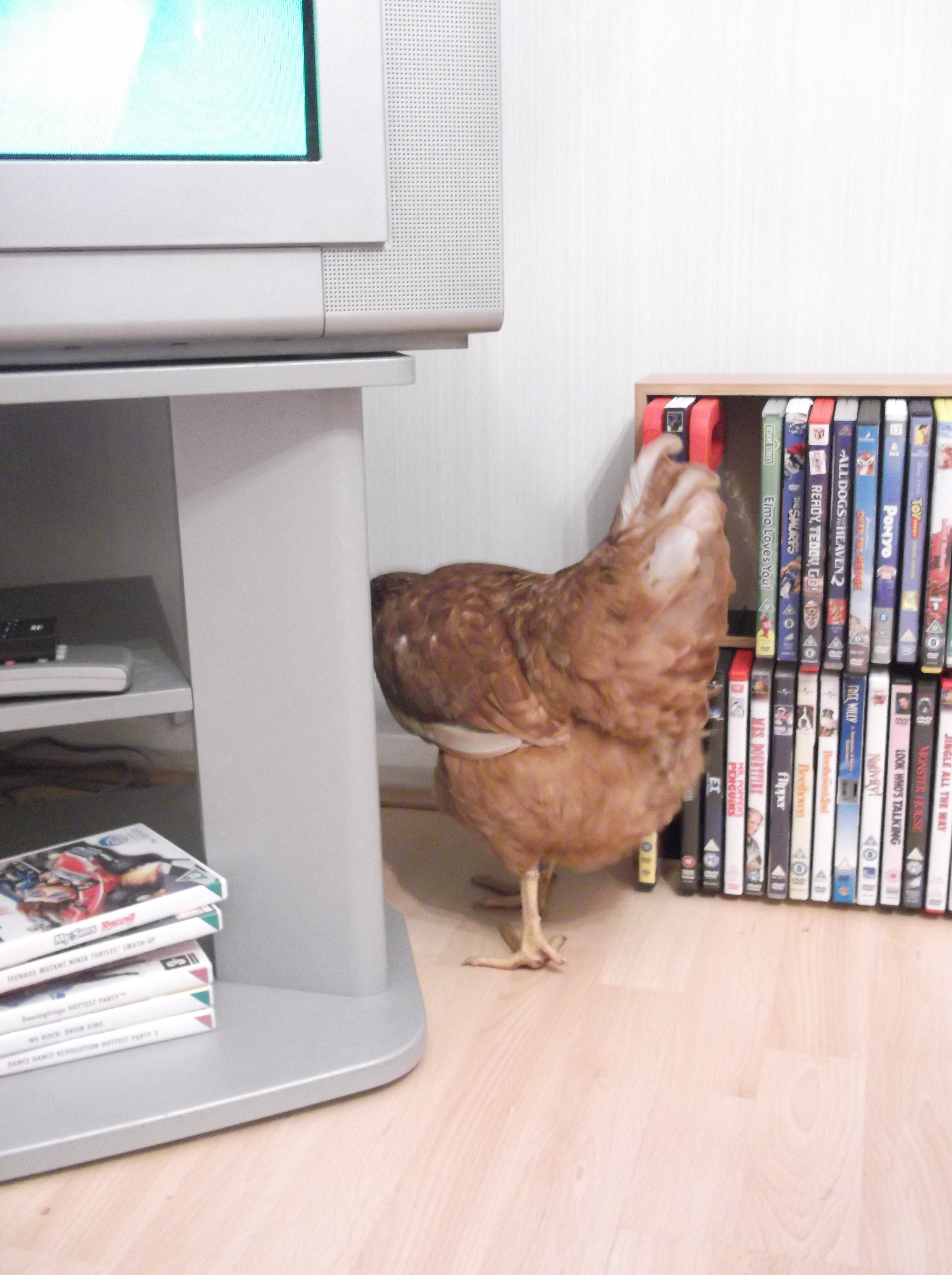 I thought she was just a very big girl, she was eggbound - with TEN eggs!