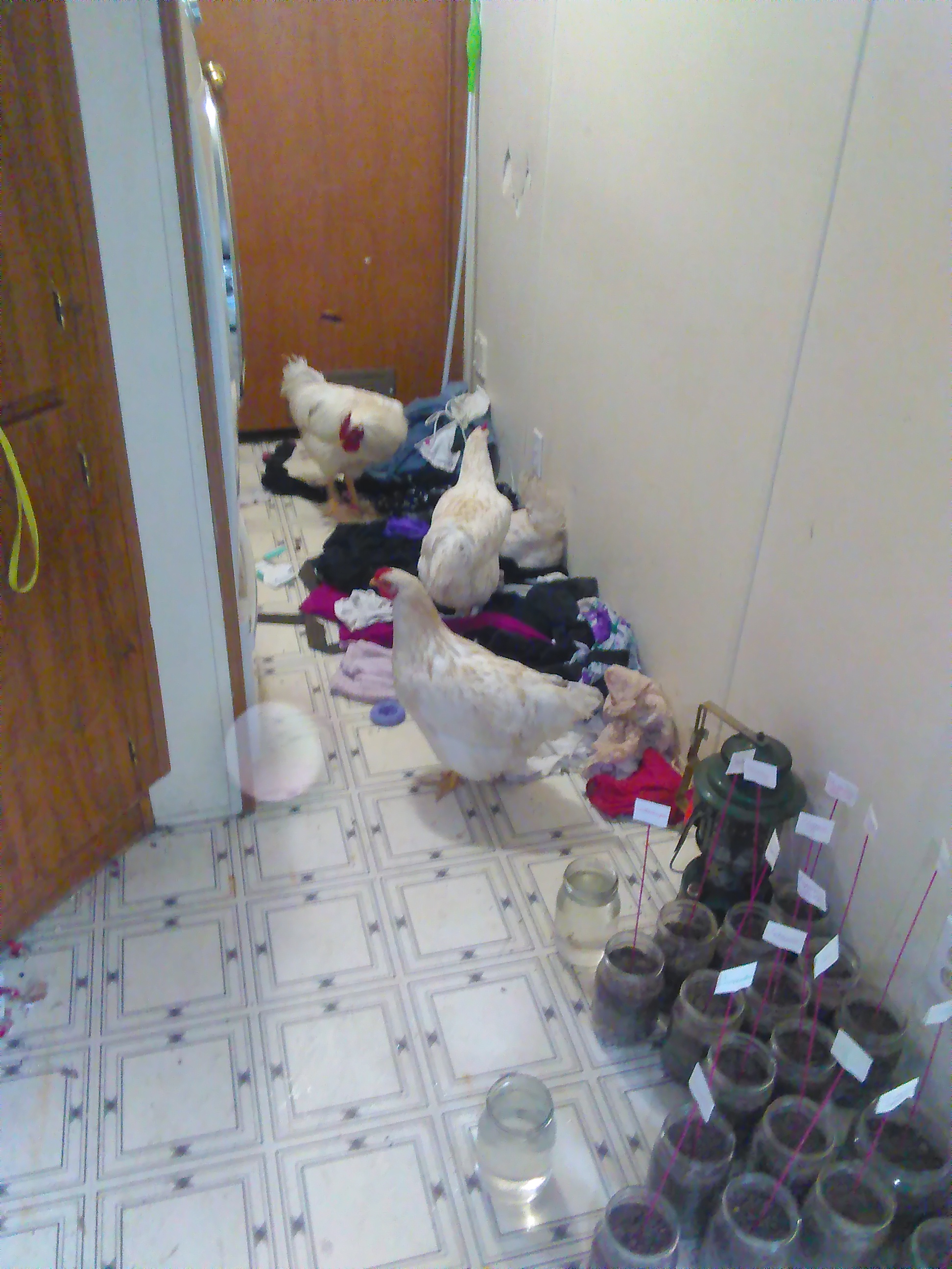 I thought they were gonna do my laundry for me... Turns out, dirty clothes make the best nests.