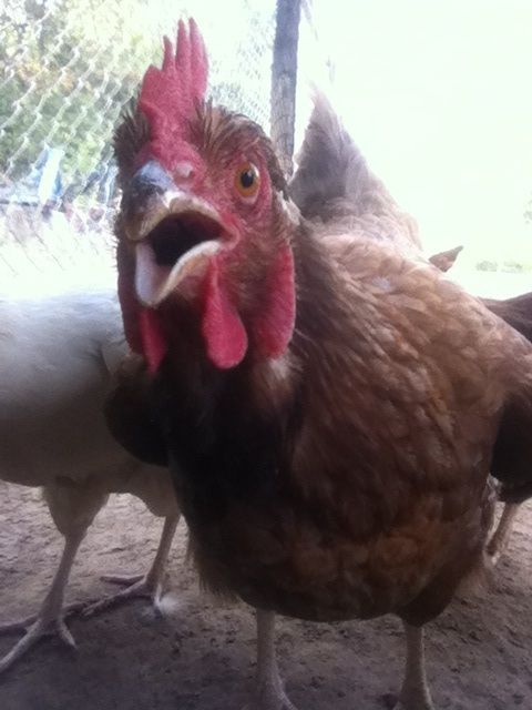I took this picture of my chicken with front camera so she got to see her self! LOL