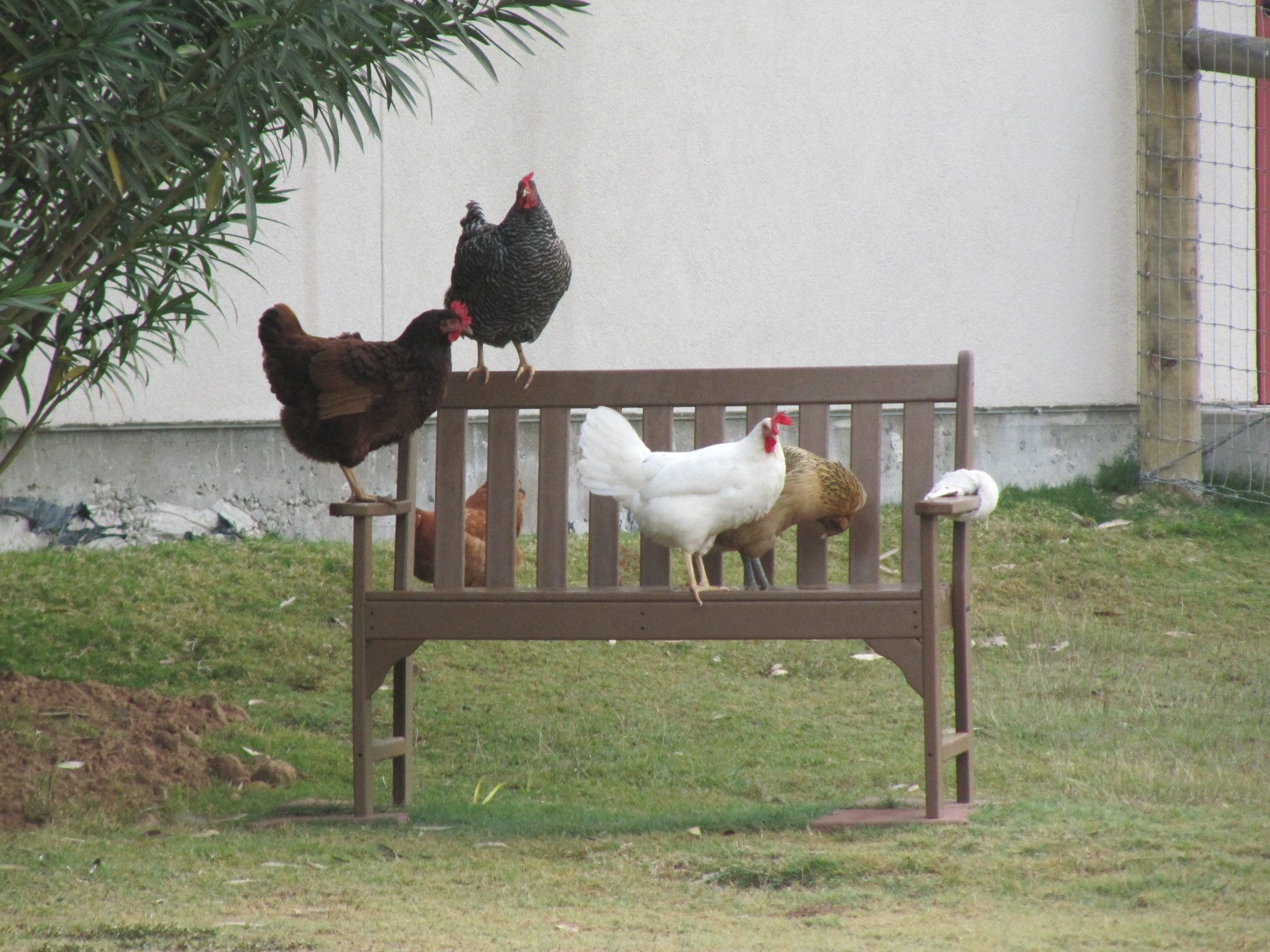I truly believe my girls are happier when they free range, I only wish I could let them out all day long but I love them dearly and I would hate to lose one to a hawk.