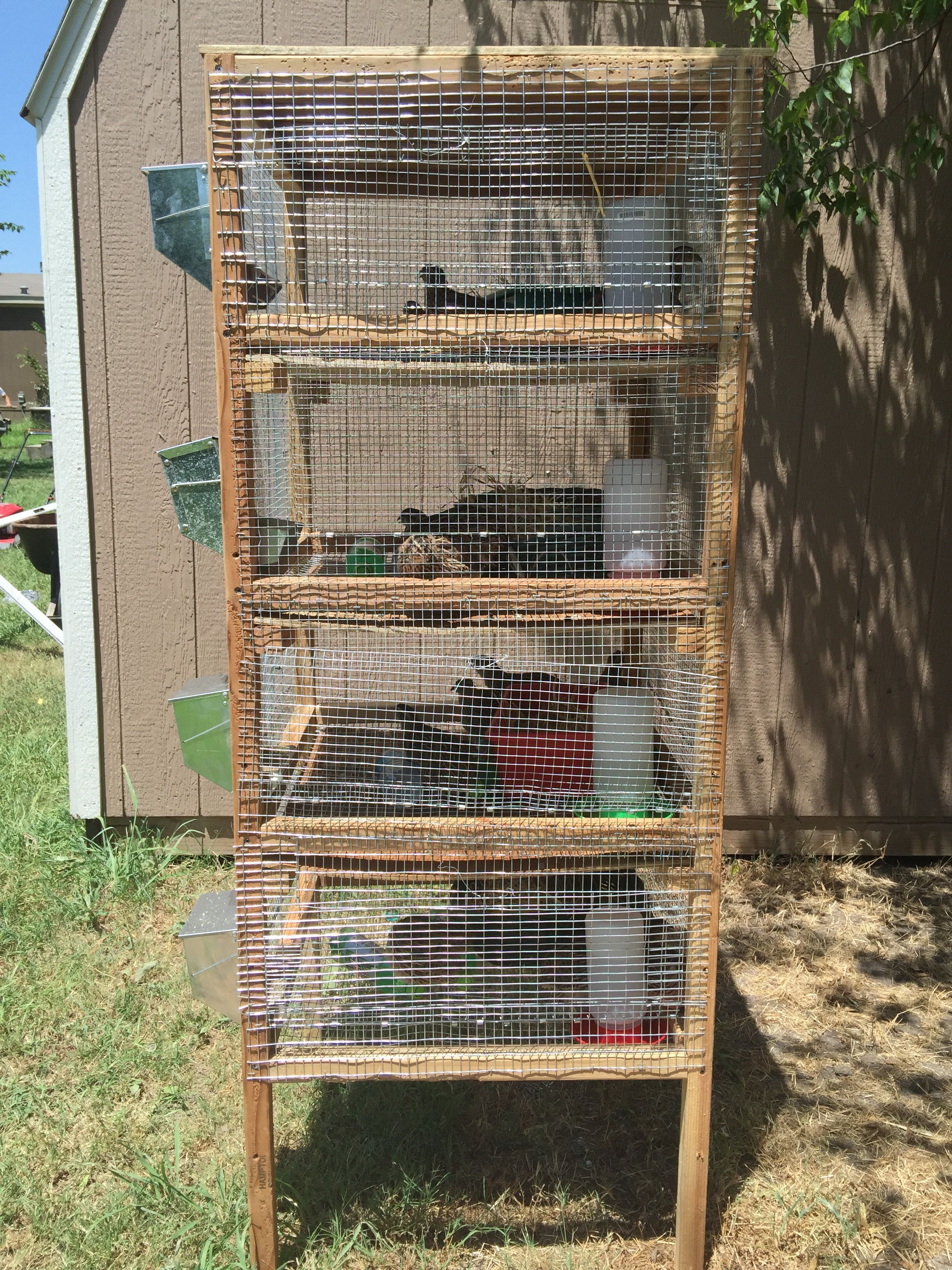 I turned that old mice rack into my new jumbo brown coturnix quail house! Each section (except the top one because I can't measure correctly!) is 12in high. All of them are 24x24in living space. Under each one an old panel that can be pulled out and cleaned off. I want to find some plastic trays of some sort that would fit and not cost me a fortune because they will last longer. In the mean time, this works.