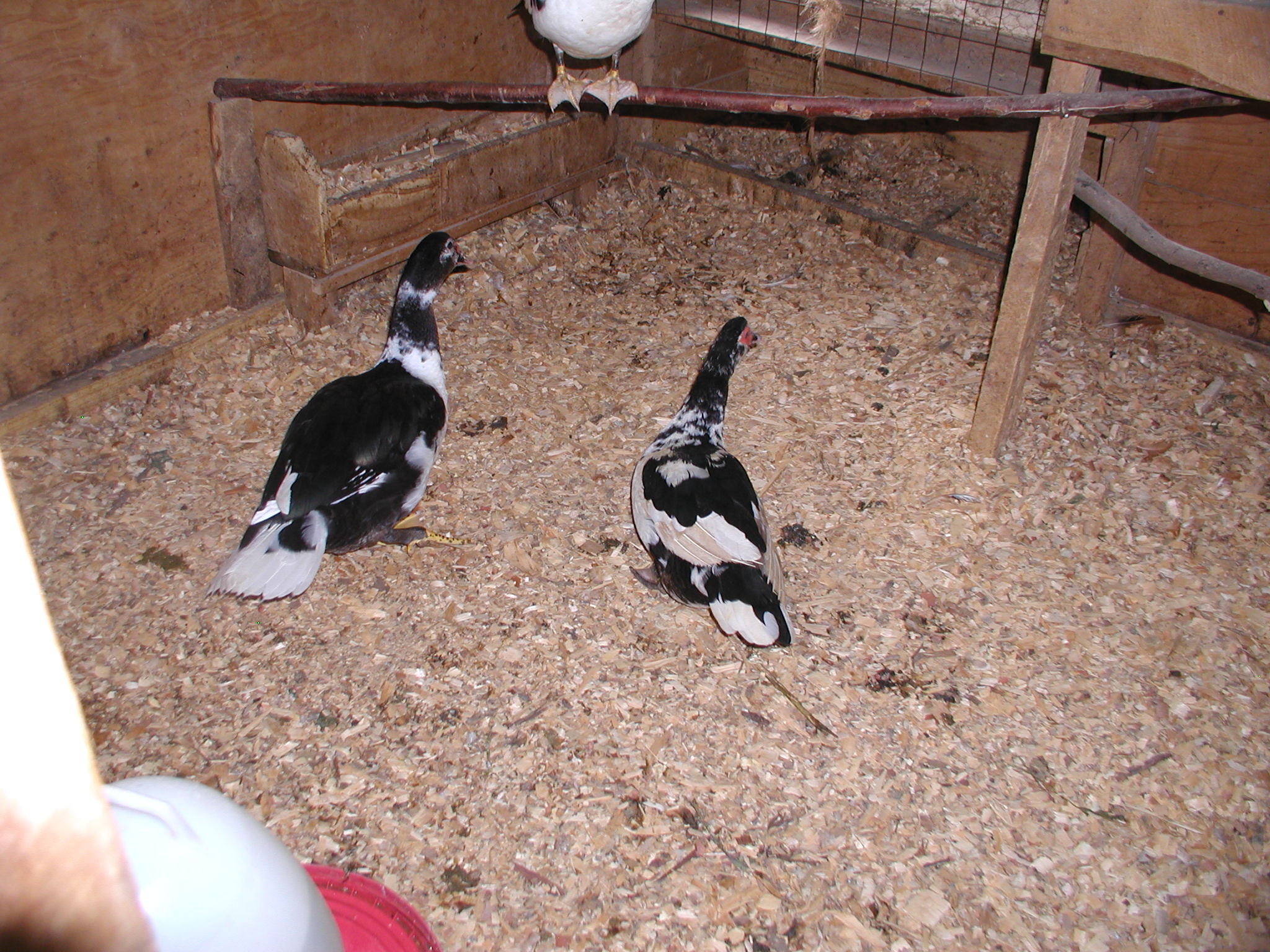 I use these 2 ducks to hatch my chickens eggs / I can get them to sit on 2 groups of eggs  / the only problem is we have to keep a close eye and remove the little ones once hattched