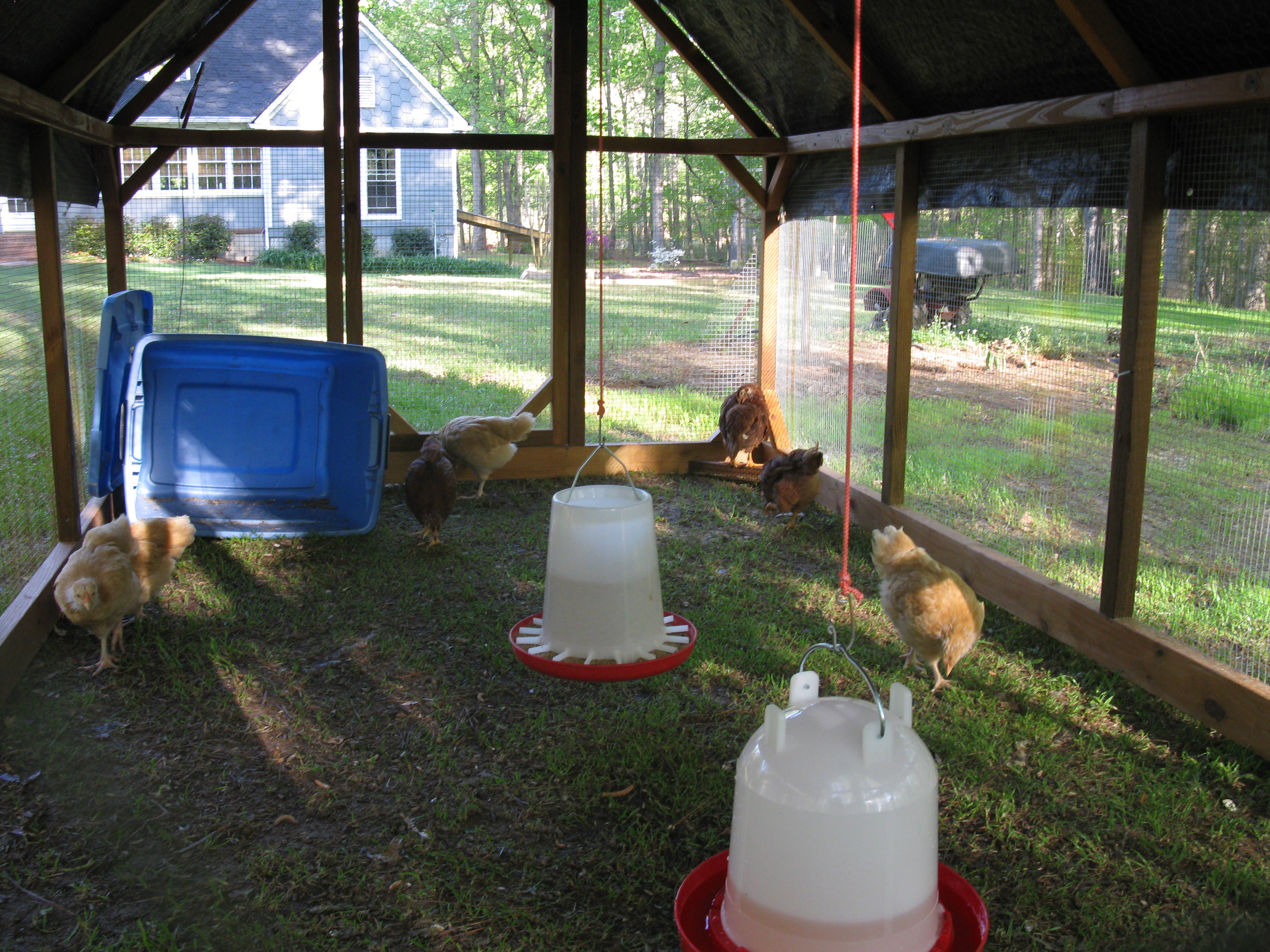 I used the tupperware tub to ferry the girls back and forth from the brood pen to the run until I got the coop built and coupled to the run.