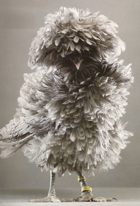 I want one!!! Polish Frizzle bantam hen #polishfrizzle