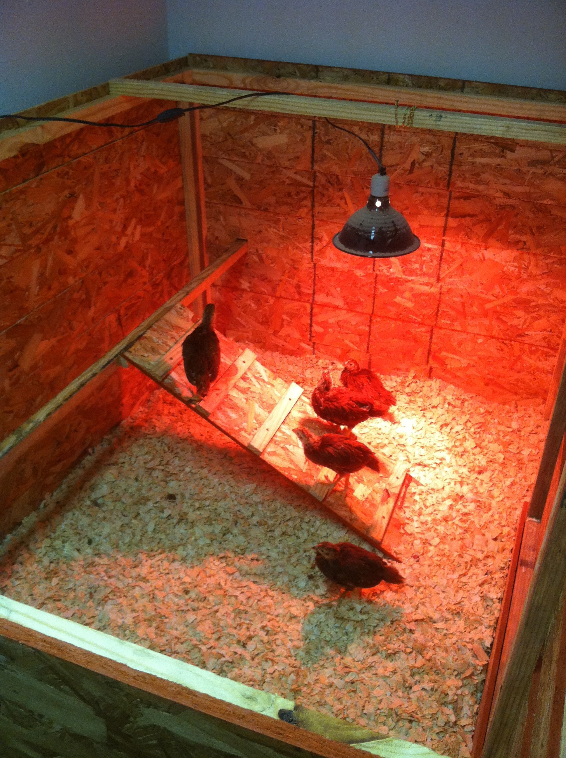 I want to build an elevated 2 story coop when I move them outside, so I thought I should get them used to the idea of a ramp.