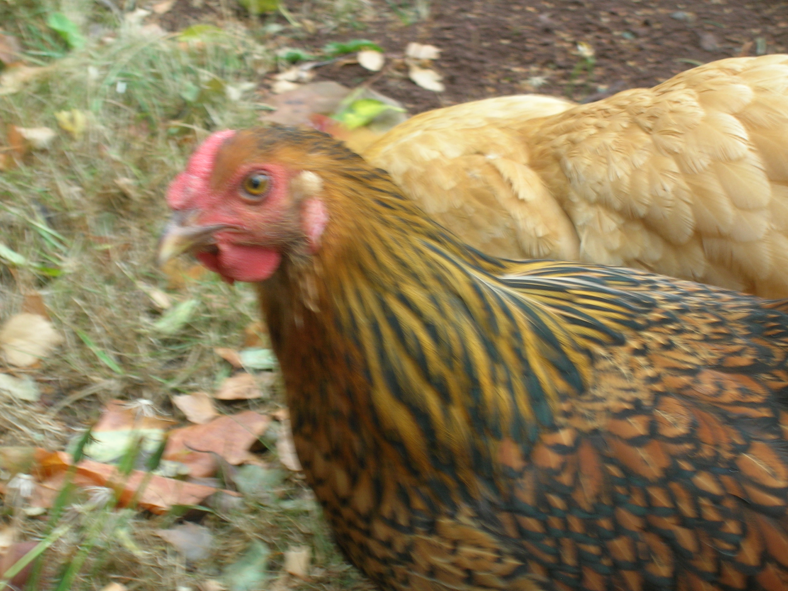 I want to peck your eyes out...