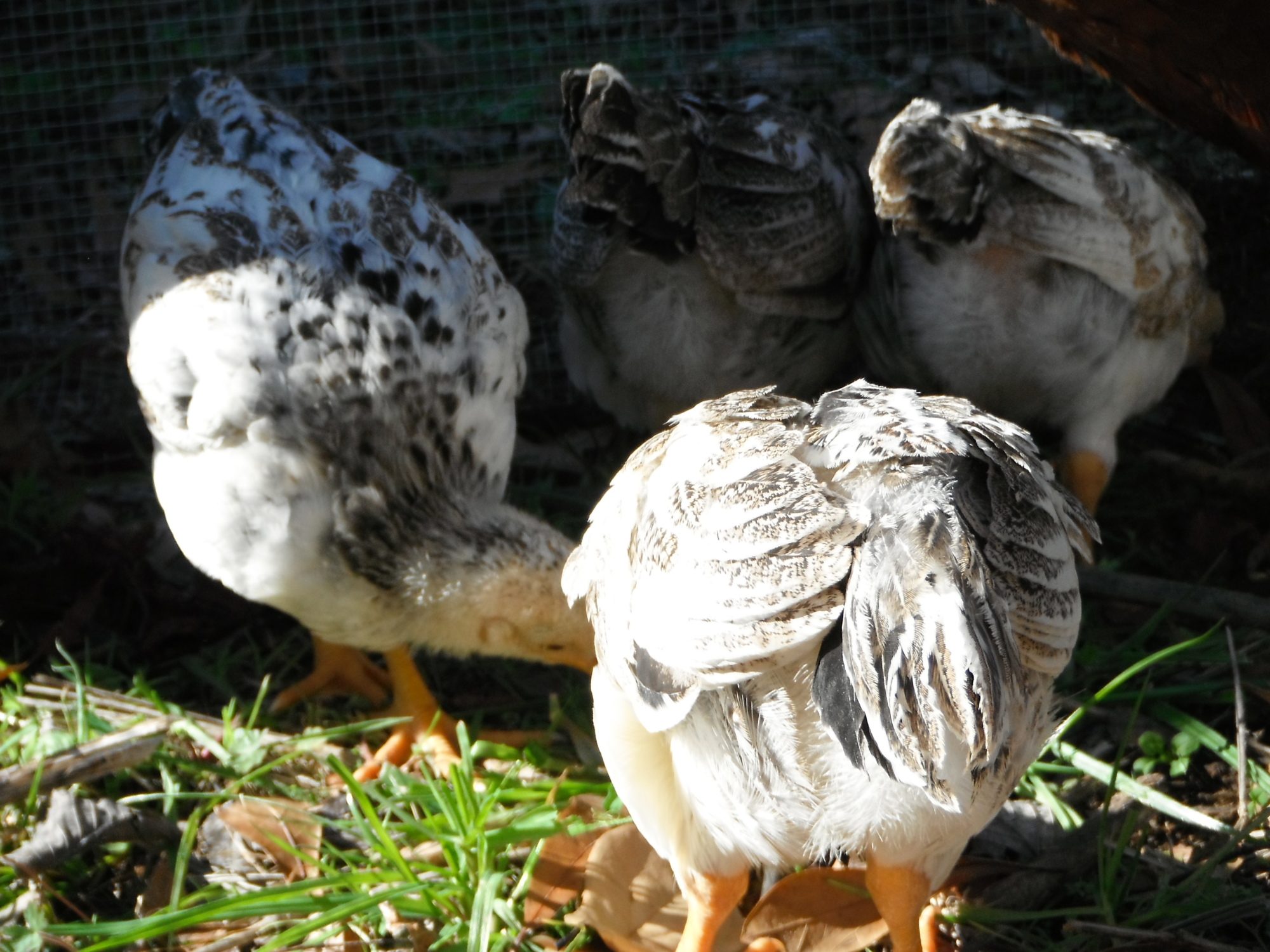 I wanted to crop it, but it wouldn't let me crop it on facebook. It shows too much chicken butt... but it's still a cute pic.. I took the pic for the bird out to the left side, shows it's back, in the daylight.