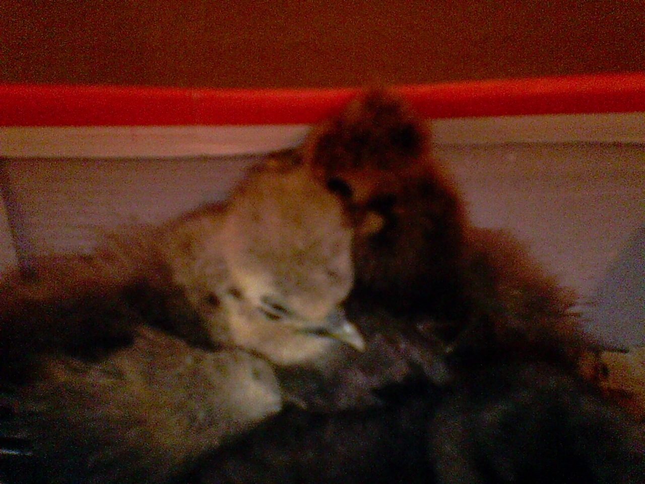 I was changing out their bedding and they where in a shoe box dust bathing for the first time...