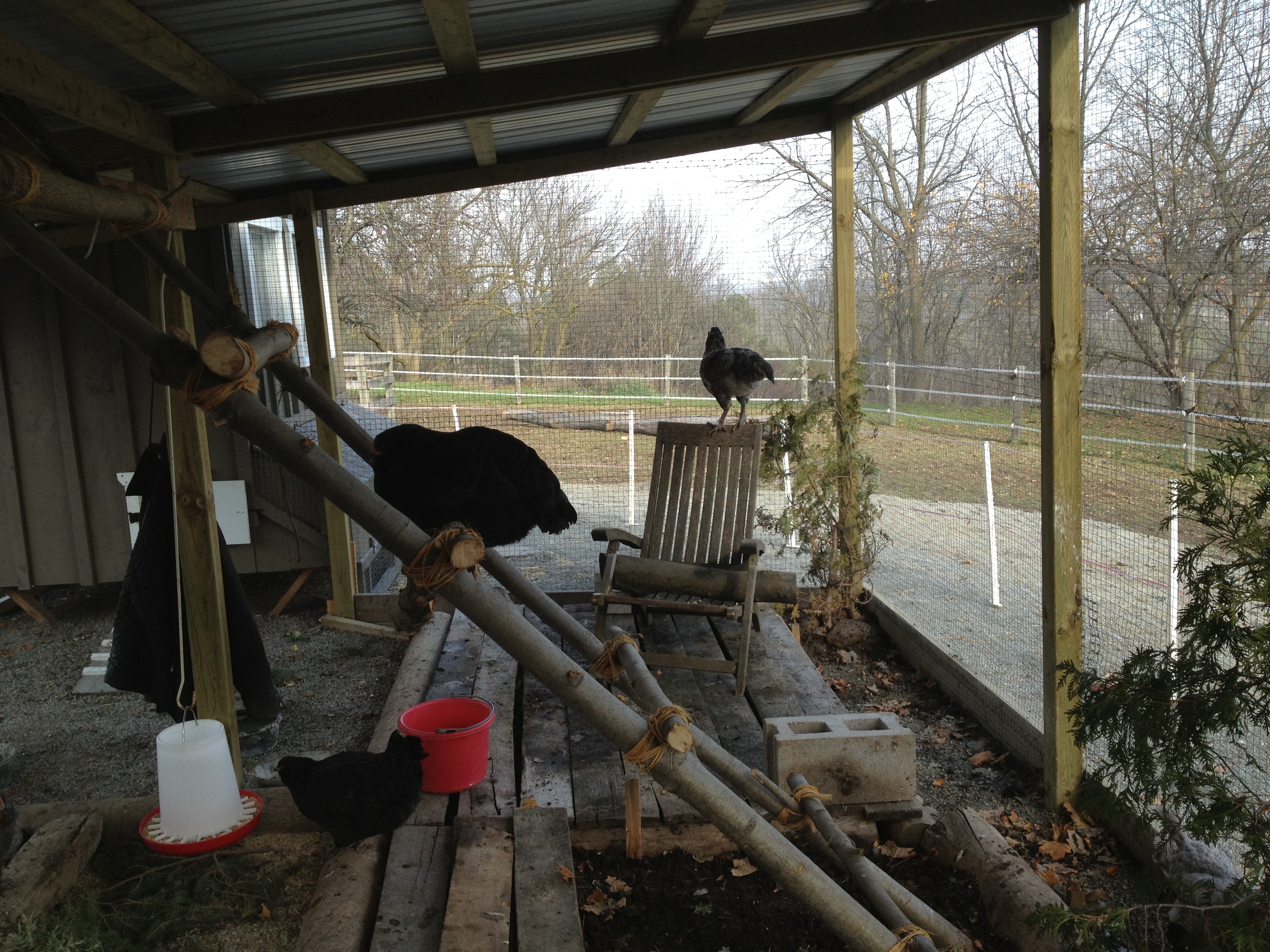 I was doing a little remodelling in the run.  Took the cedars out of the planters and planted them, also put in a couple more tree logs for perching on.