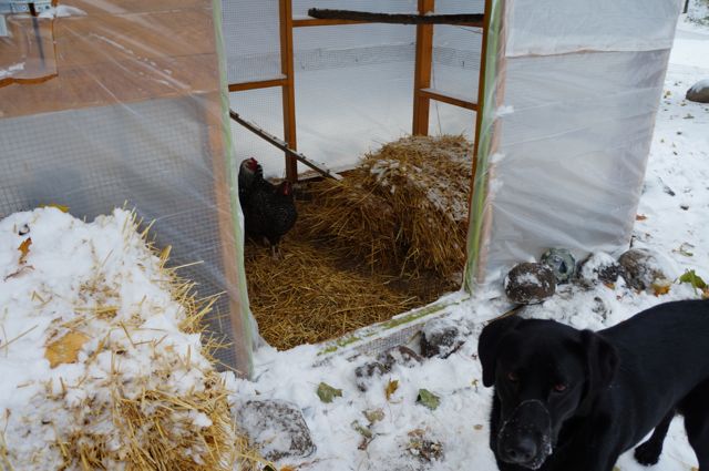 I was going to surround the entire coop with straw bales for some insulation, but at $5.50 a bale, it was too expensive.  So just a part run got bales - one went into the run for fun.