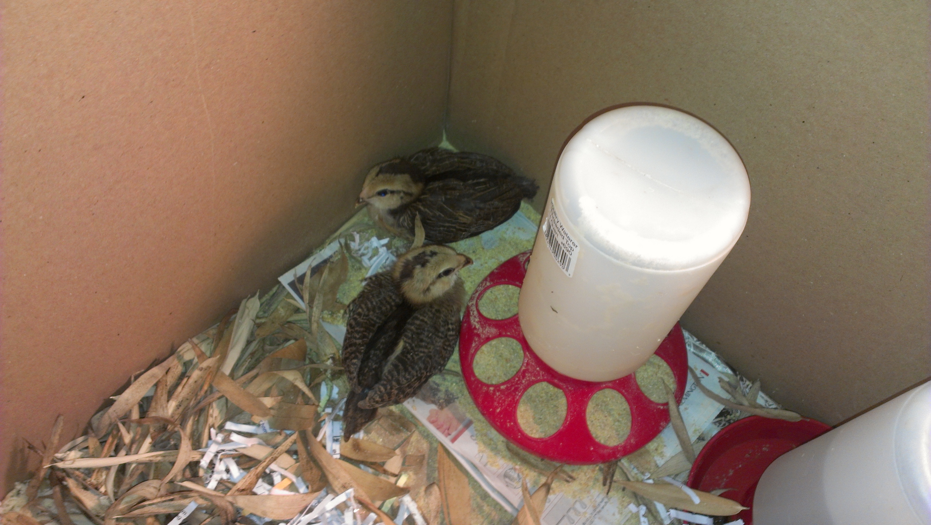 I was lucky enough to get these two little Ameraucana chicks today, May 2, 2013! They are 3 weeks old!!! These two will be my First two baby chicks that I will raise as a baby. I want them to be people friendly. I don't have names pick out for them yet. And I am hoping that they will lay green/bluish eggs when they are older!!! :)